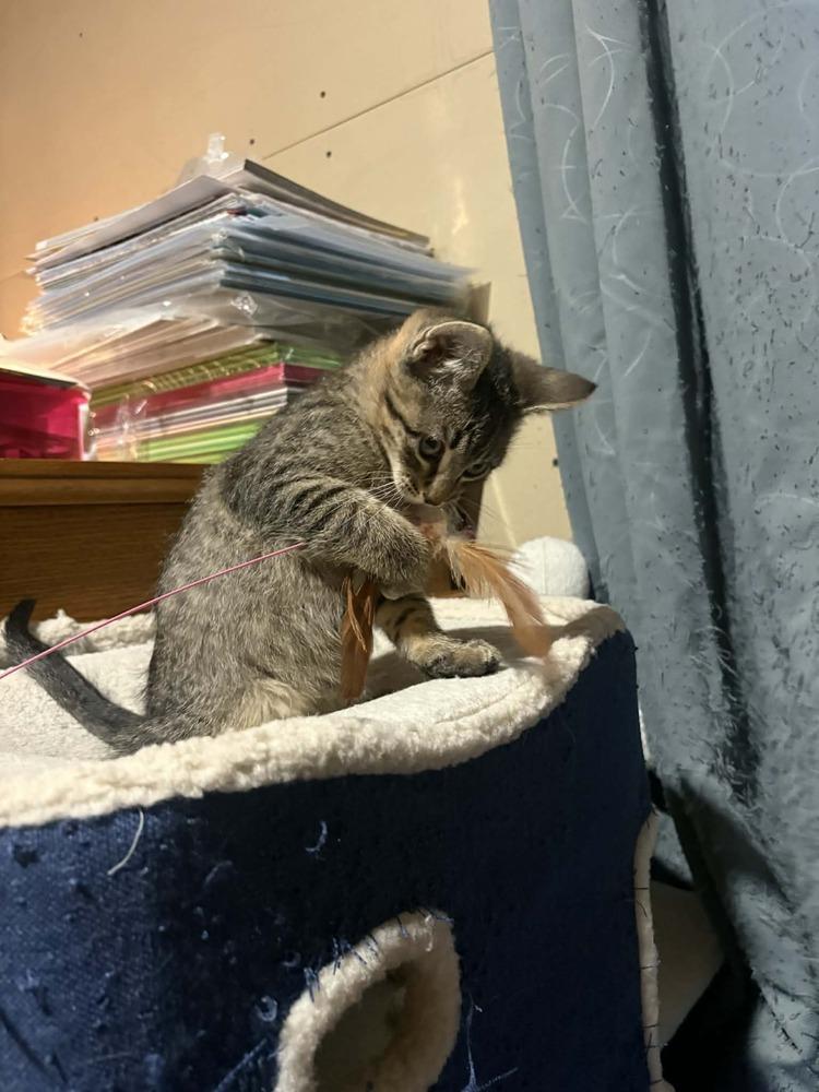 Derek- "Meet Me At Eden Prarie Chuck And Dons", Adoptable, Kitten Male Domestic Short Hair.