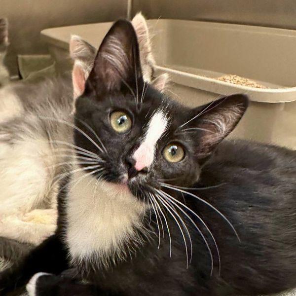 Charlotte Bronte, Adoptable, Kitten Female Domestic Short Hair.