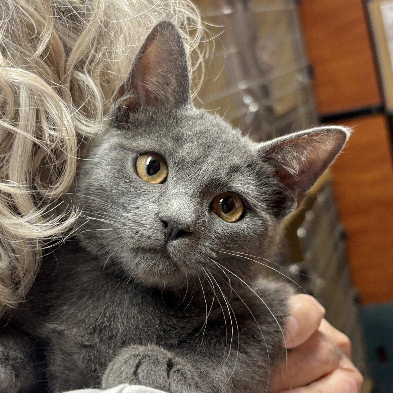 Slate, Adoptable, Kitten Male Domestic Short Hair.