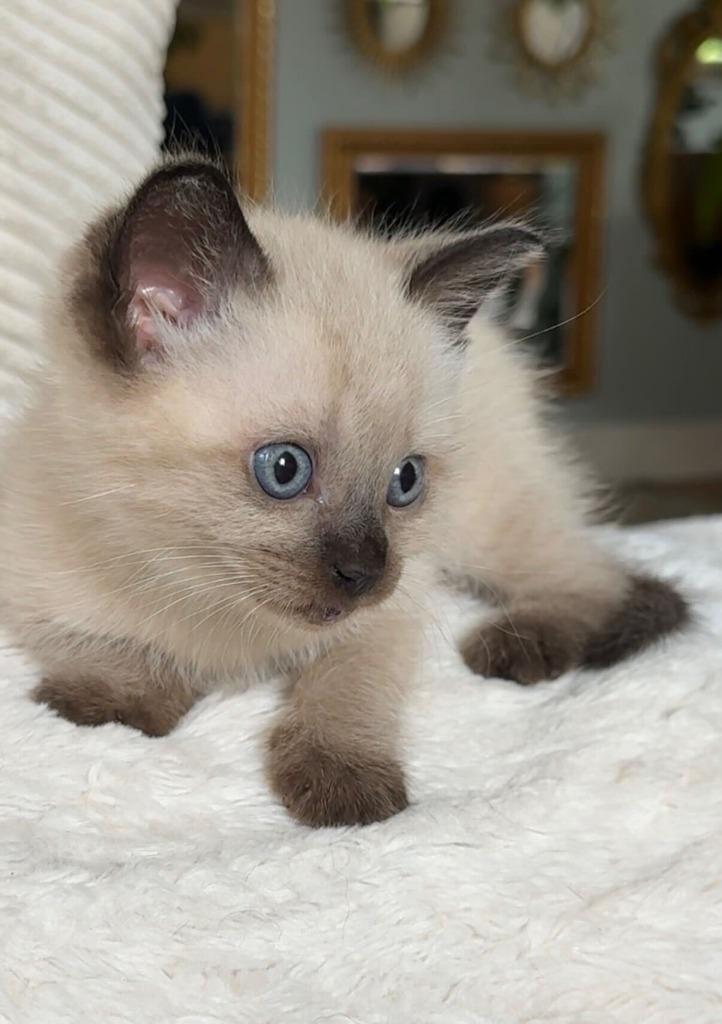 Enlarge Cyrus + Clyde, a Adoptable Siamese in Tulsa, OK image 1/6