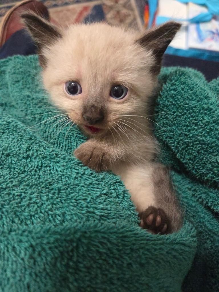 Enlarge Cyrus + Clyde, a Adoptable Siamese in Tulsa, OK image 3/6