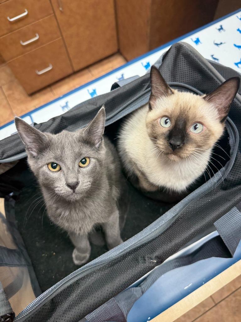 Enlarge Cyrus + Clyde, a Adoptable Siamese in Tulsa, OK image 4/6