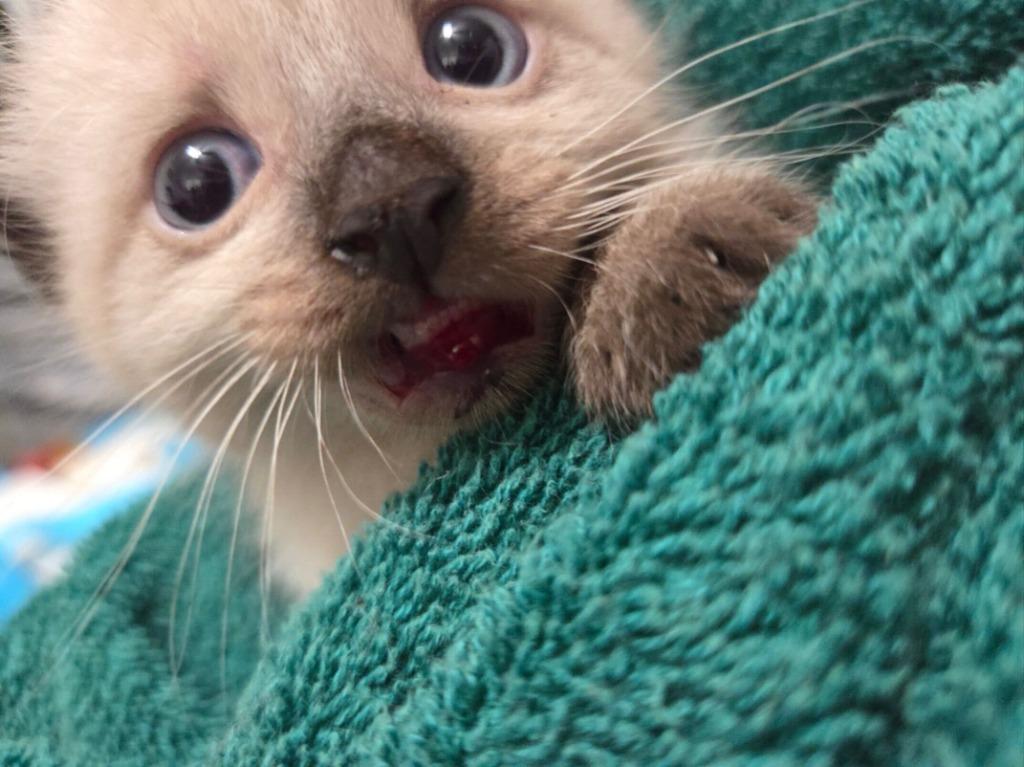 Enlarge Cyrus + Clyde, a Adoptable Siamese in Tulsa, OK image 5/6