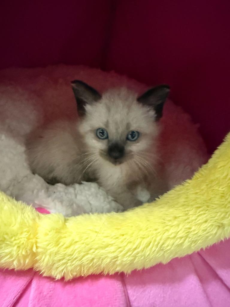 Enlarge Cyrus + Clyde, a Adoptable Siamese in Tulsa, OK image 6/6