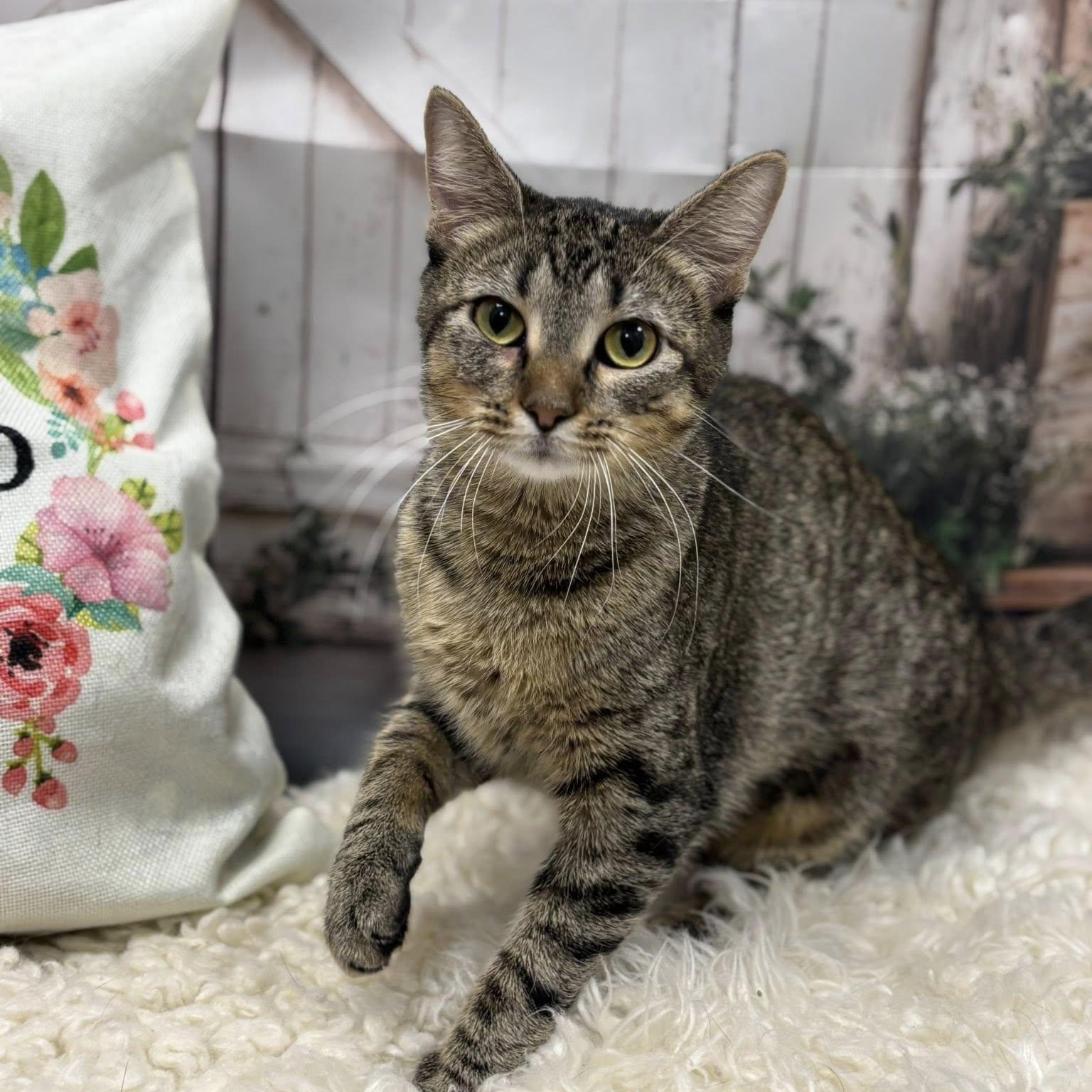 Teagan, a ADOPTABLE Domestic Short Hair in Effingham, IL image 1/2
