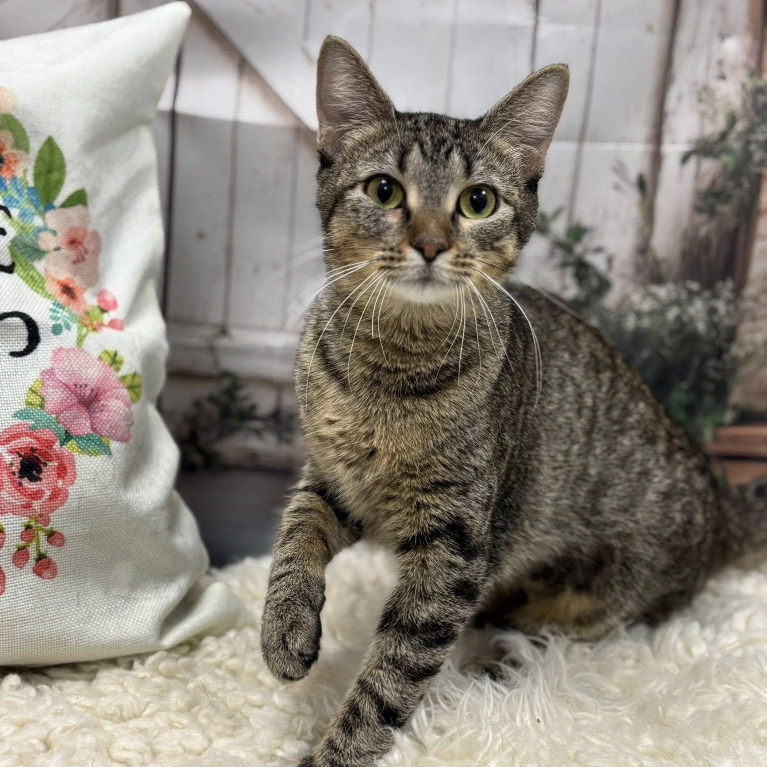 Teagan, a ADOPTABLE Domestic Short Hair in Effingham, IL image 2/2