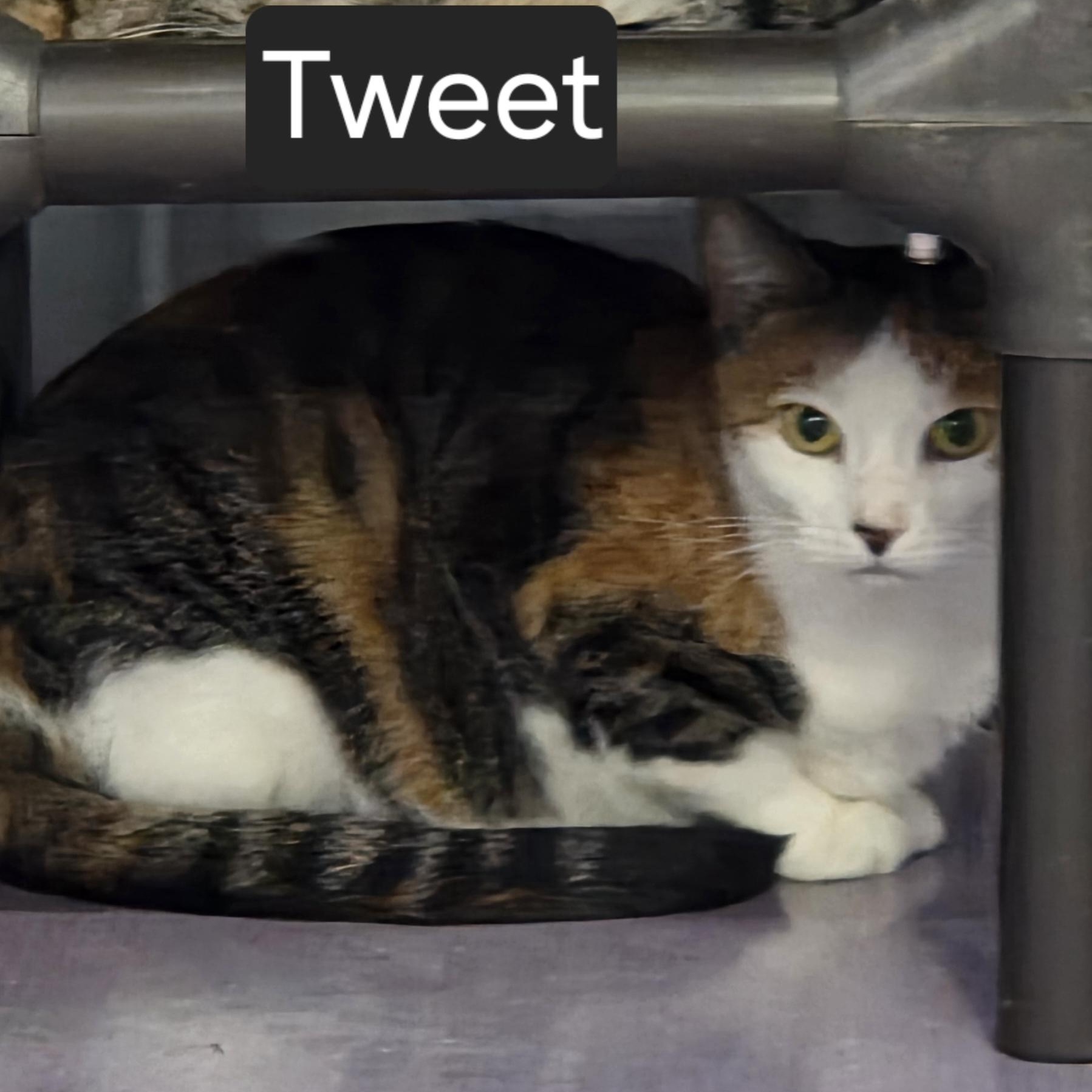 Tweet, adoptable, Adult Female Domestic Short Hair.