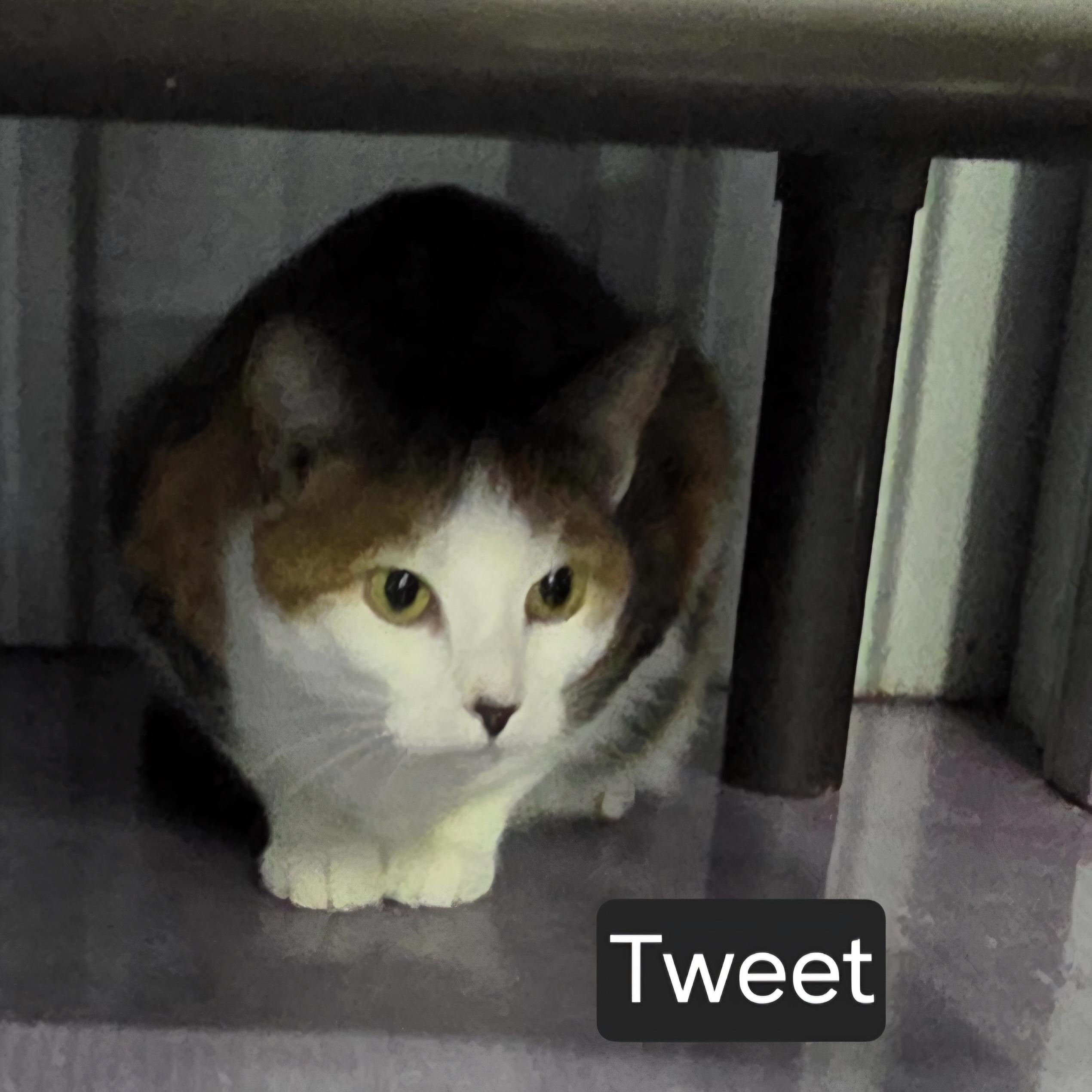 Tweet, an adoptable Domestic Short Hair in SNOW HILL, NC image 3/3