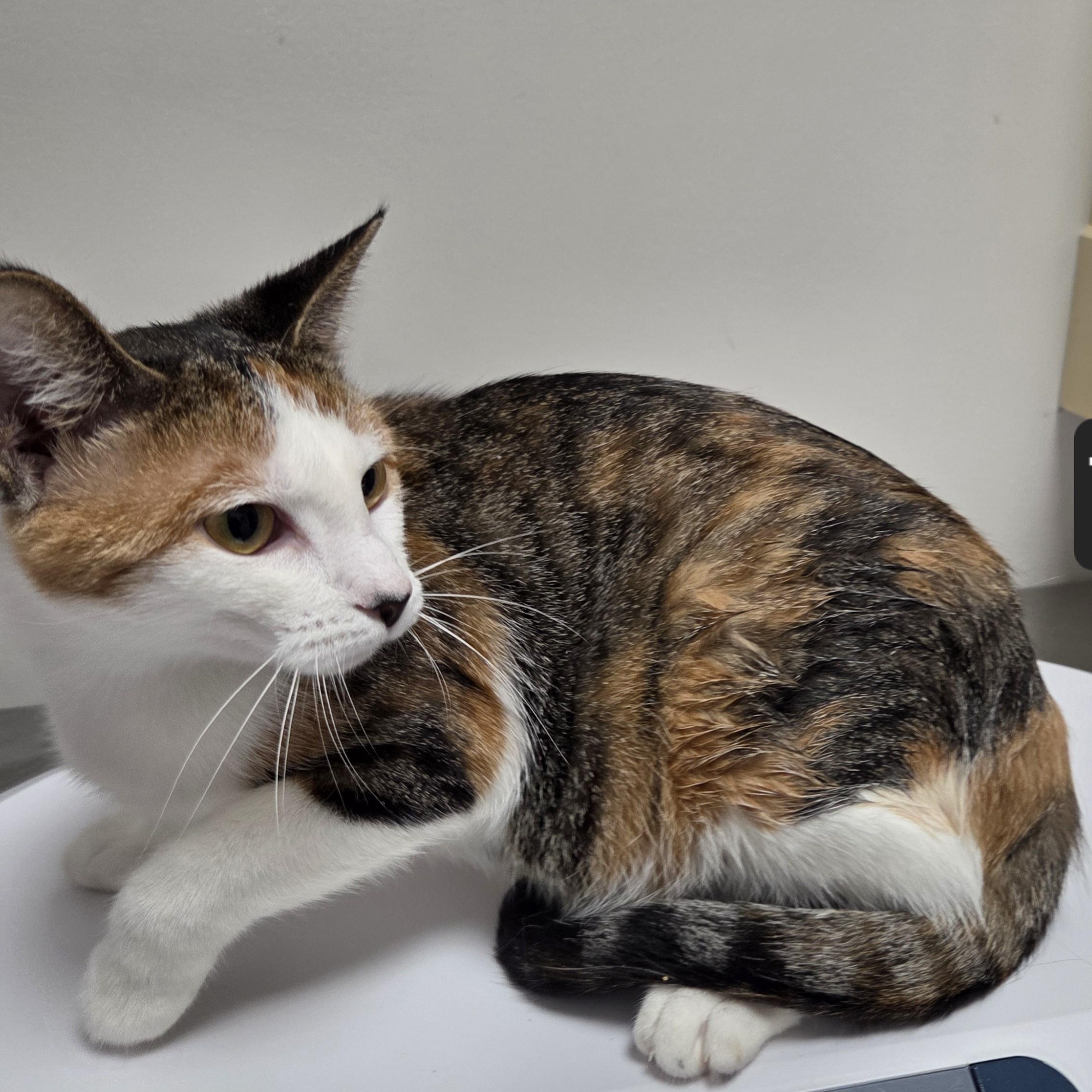 Enlarge Tweet, a Adoptable Domestic Short Hair in Snow Hill, NC image 1/1