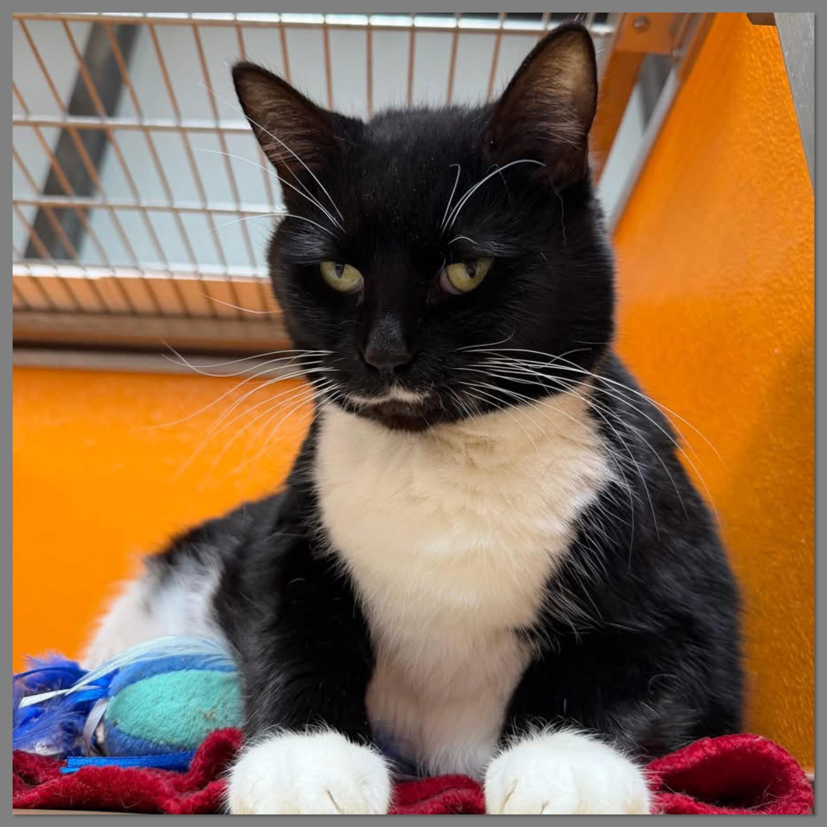 Ramona, Adoptable, Senior Female Domestic Short Hair.