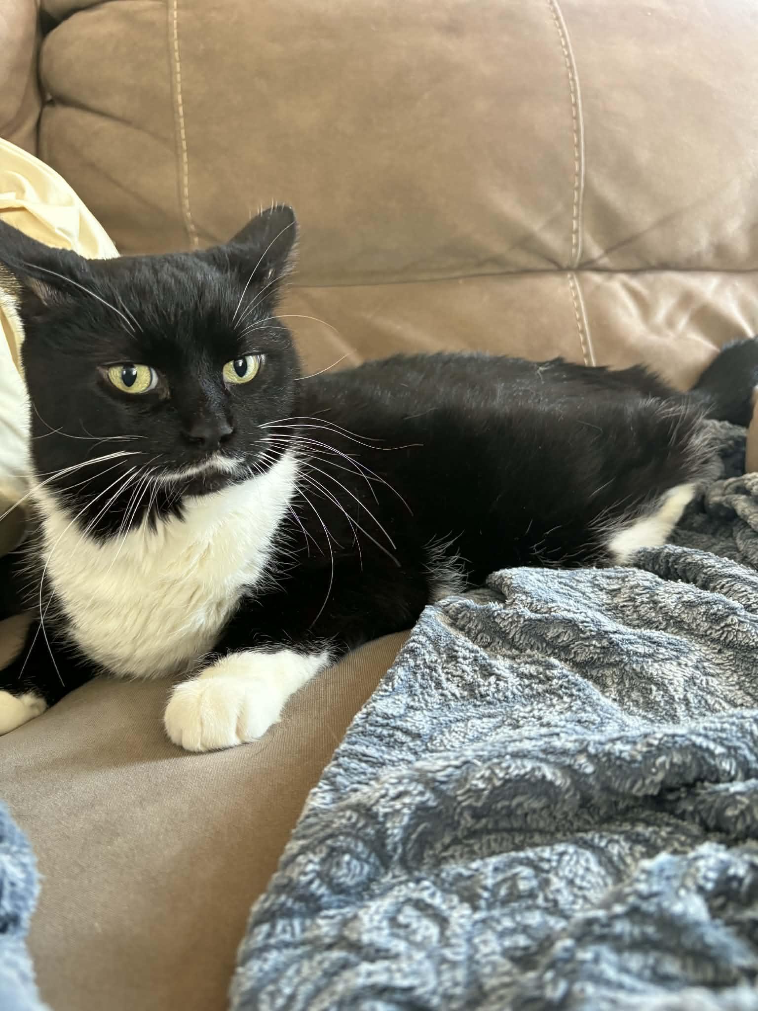 Enlarge Ramona Ask to Meet! In Foster!, a Adoptable Domestic Short Hair in Elyria, OH image 6/6