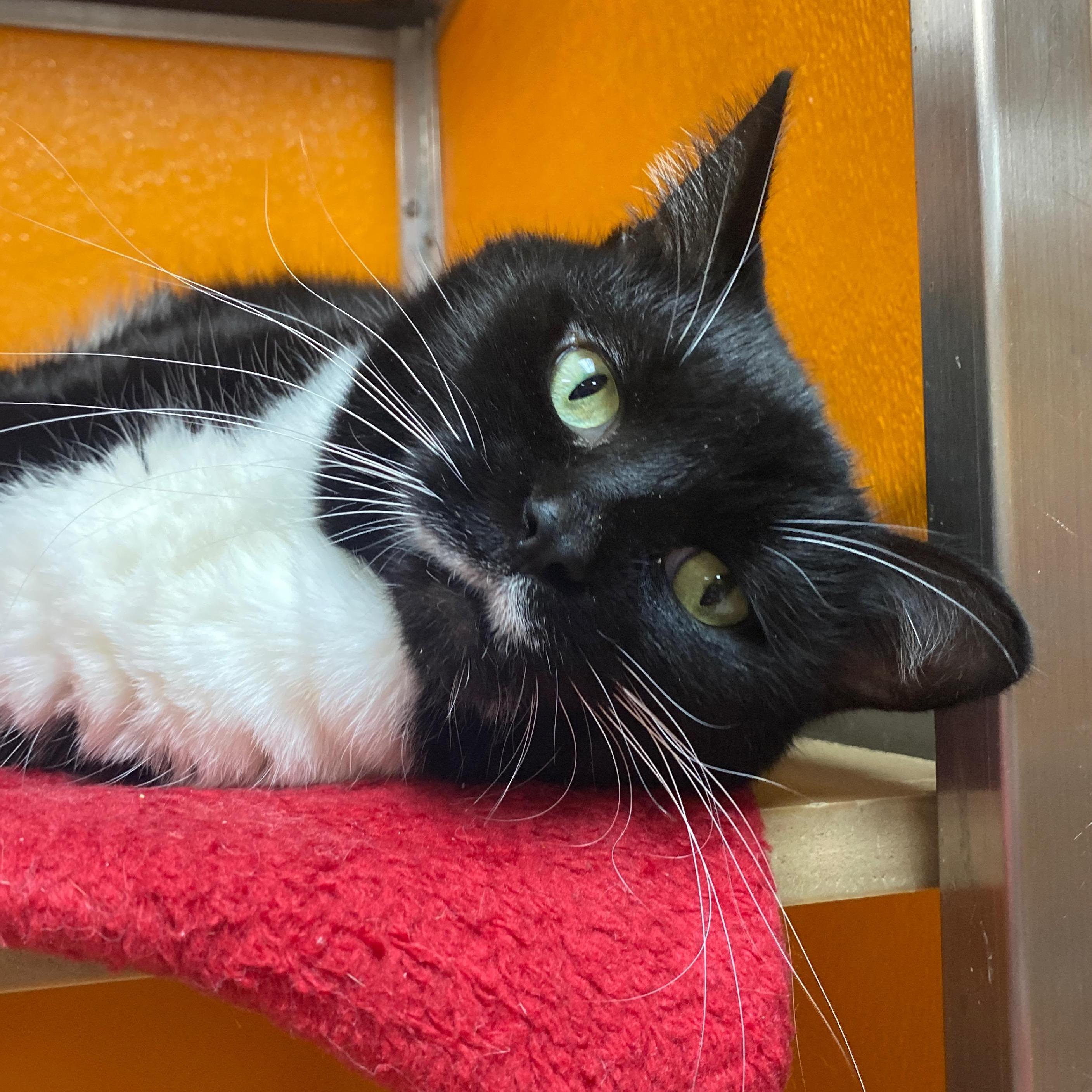 Ramona, a Adoptable Domestic Short Hair in Elyria, OH image 3/4