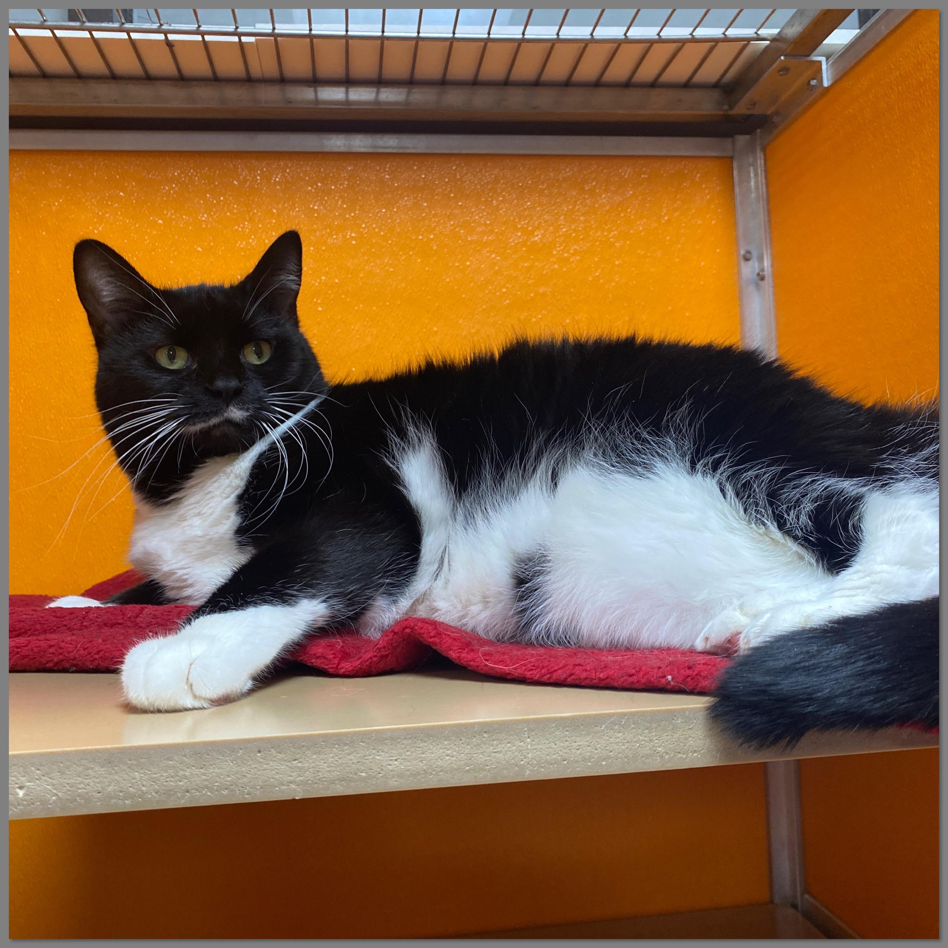 Ramona, a Adoptable Domestic Short Hair in Elyria, OH image 4/4