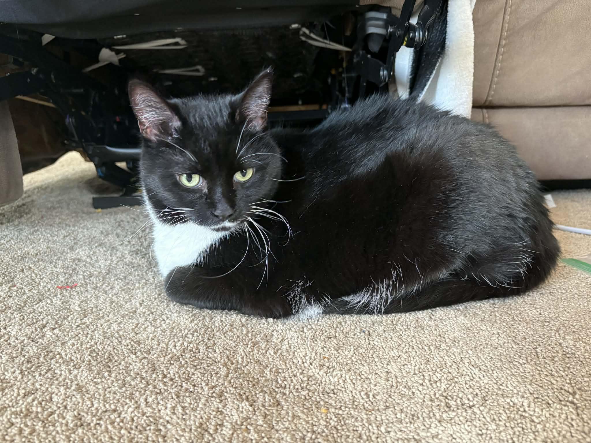 Ramona Ask to Meet! In Foster!, Adoptable, Senior Female Domestic Short Hair.