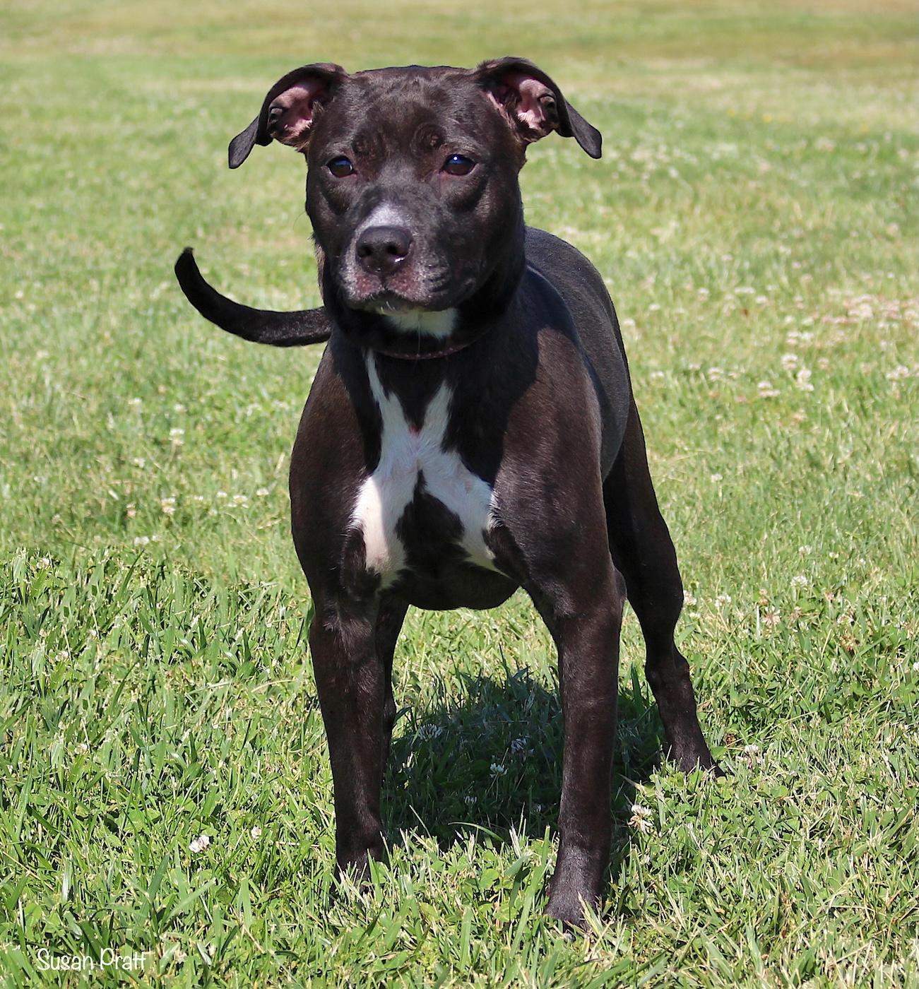 Enlarge Evvie, a ADOPTABLE mixed breed in Bedford, VA image 3/3