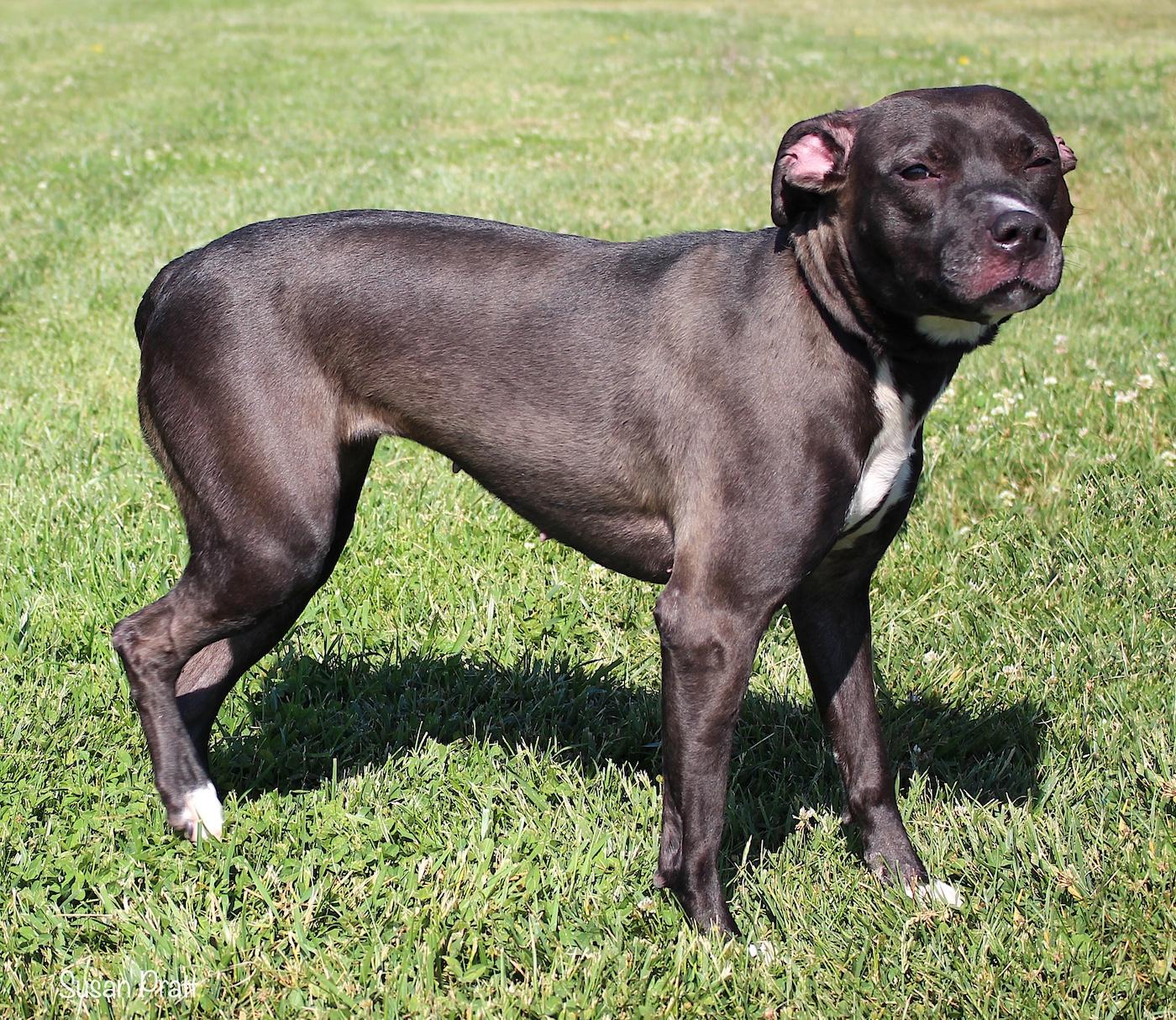 Enlarge Evvie, a ADOPTABLE mixed breed in Bedford, VA image 2/3