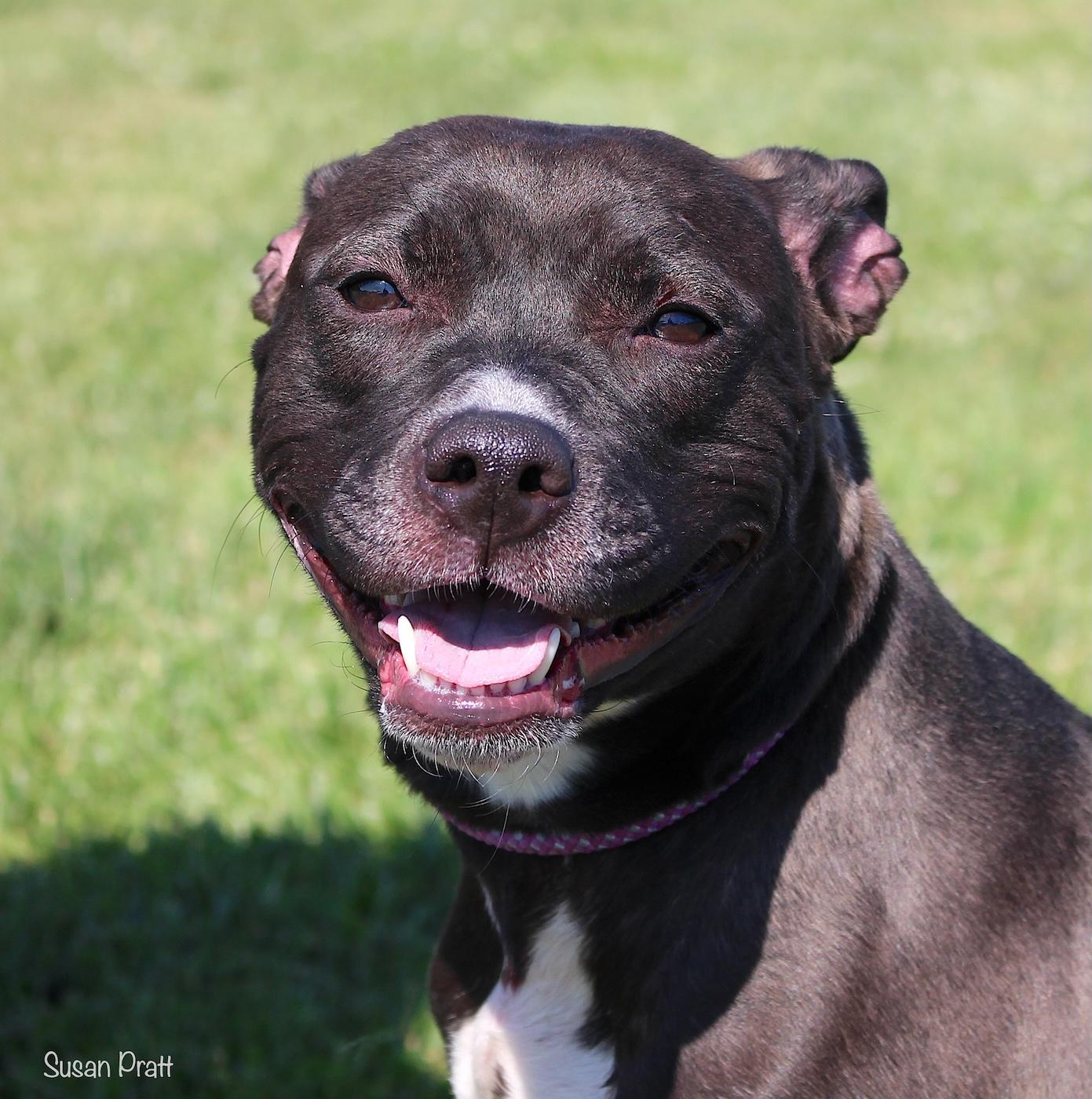 Enlarge Evvie, a ADOPTABLE mixed breed in Bedford, VA image 1/3