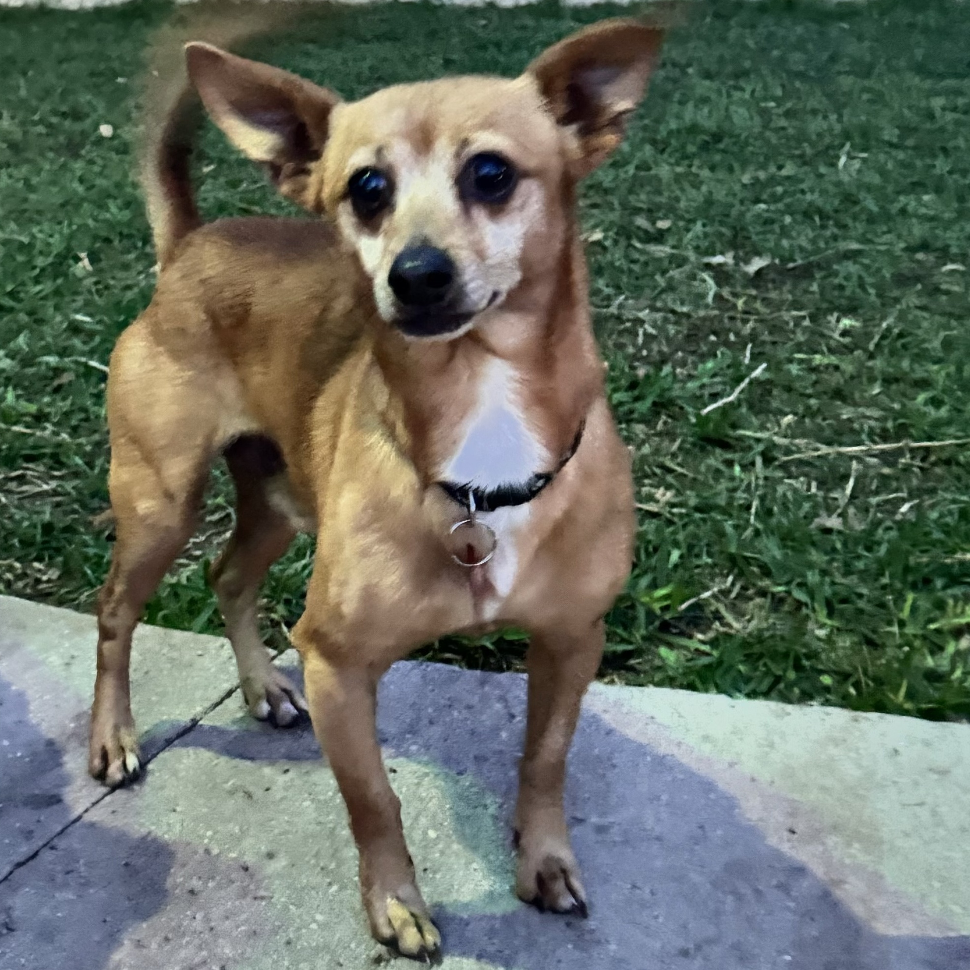 Enlarge Aries, a Adoptable Chihuahua in Houston, TX image 1/2