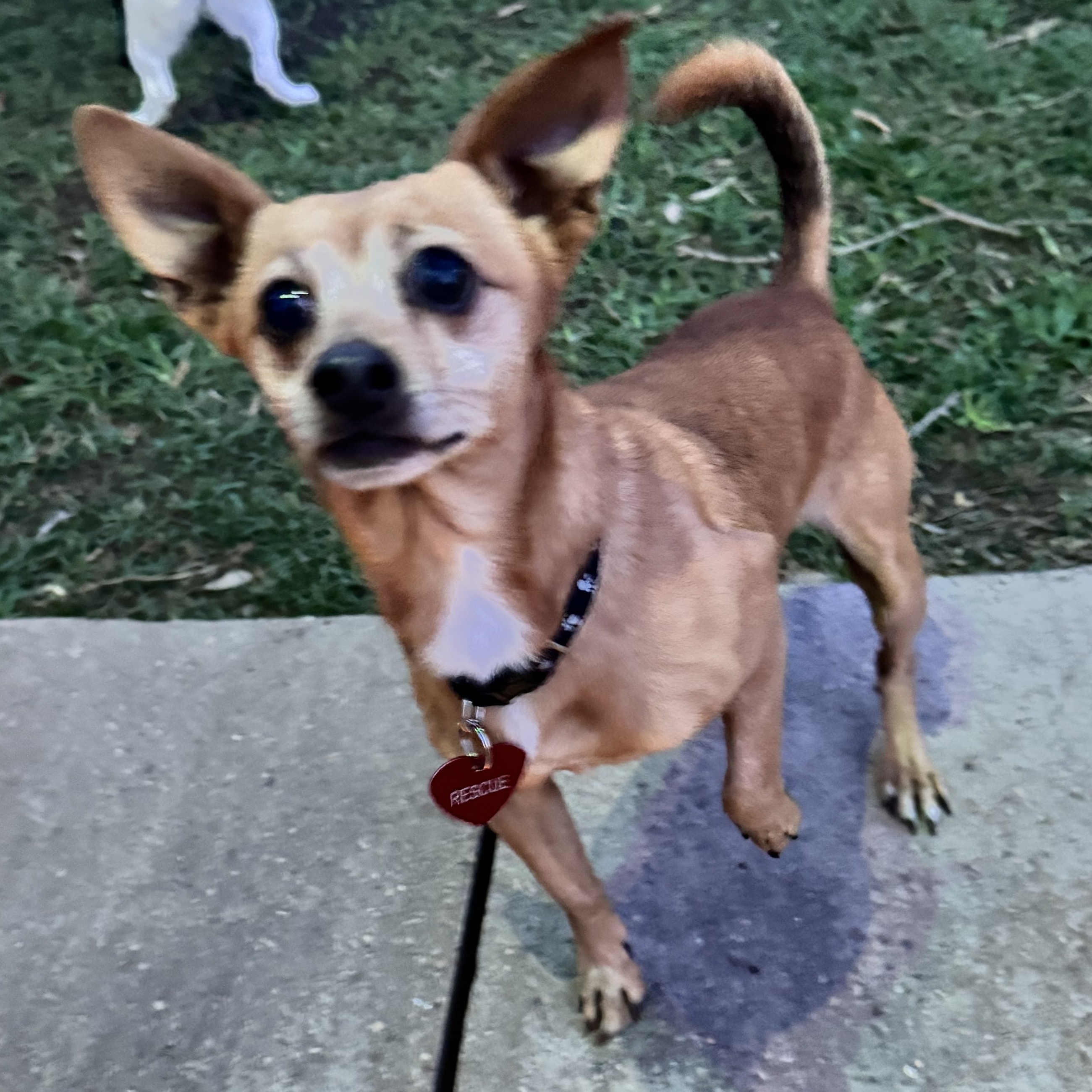 Enlarge Aries, a Adoptable Chihuahua in Houston, TX image 2/2