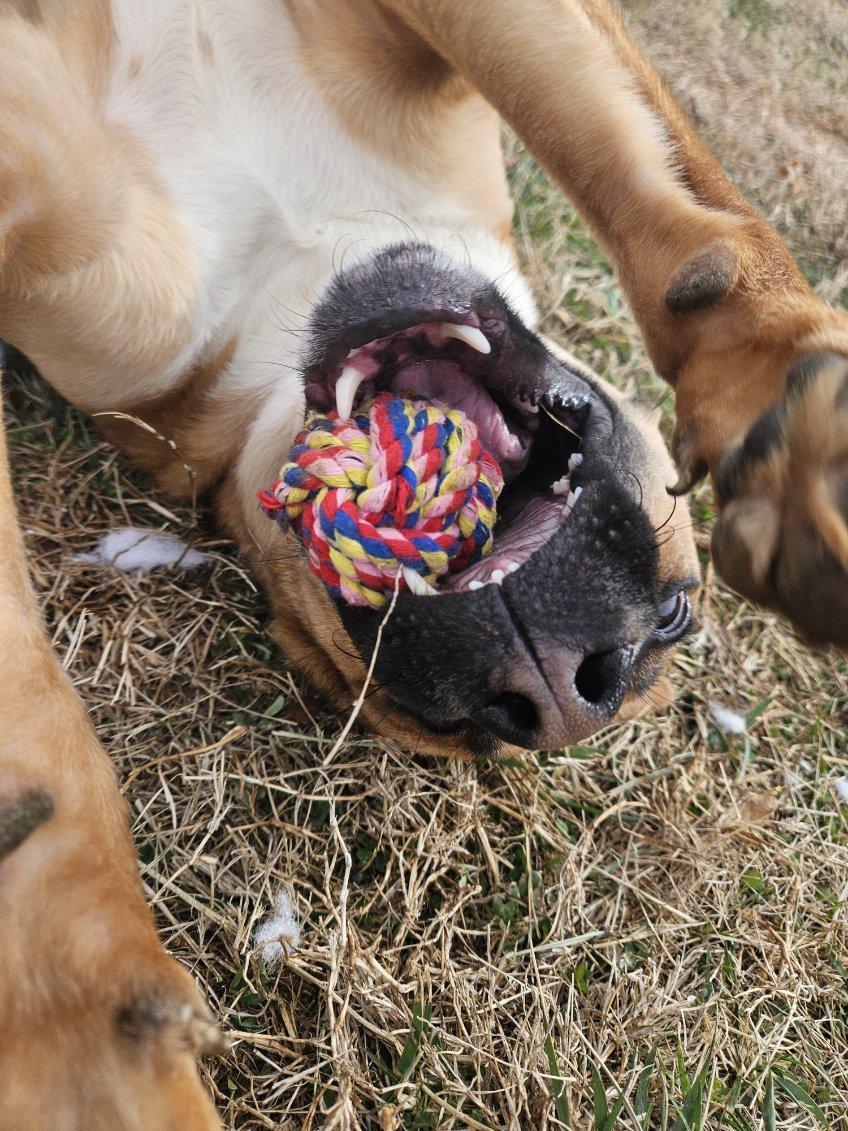 Dustin, Adoptable, Young Male Boxer.