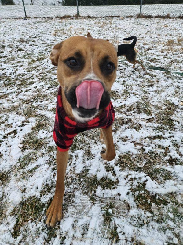 Enlarge Dustin, a Adoptable mixed breed in Culpeper, VA image 2/4