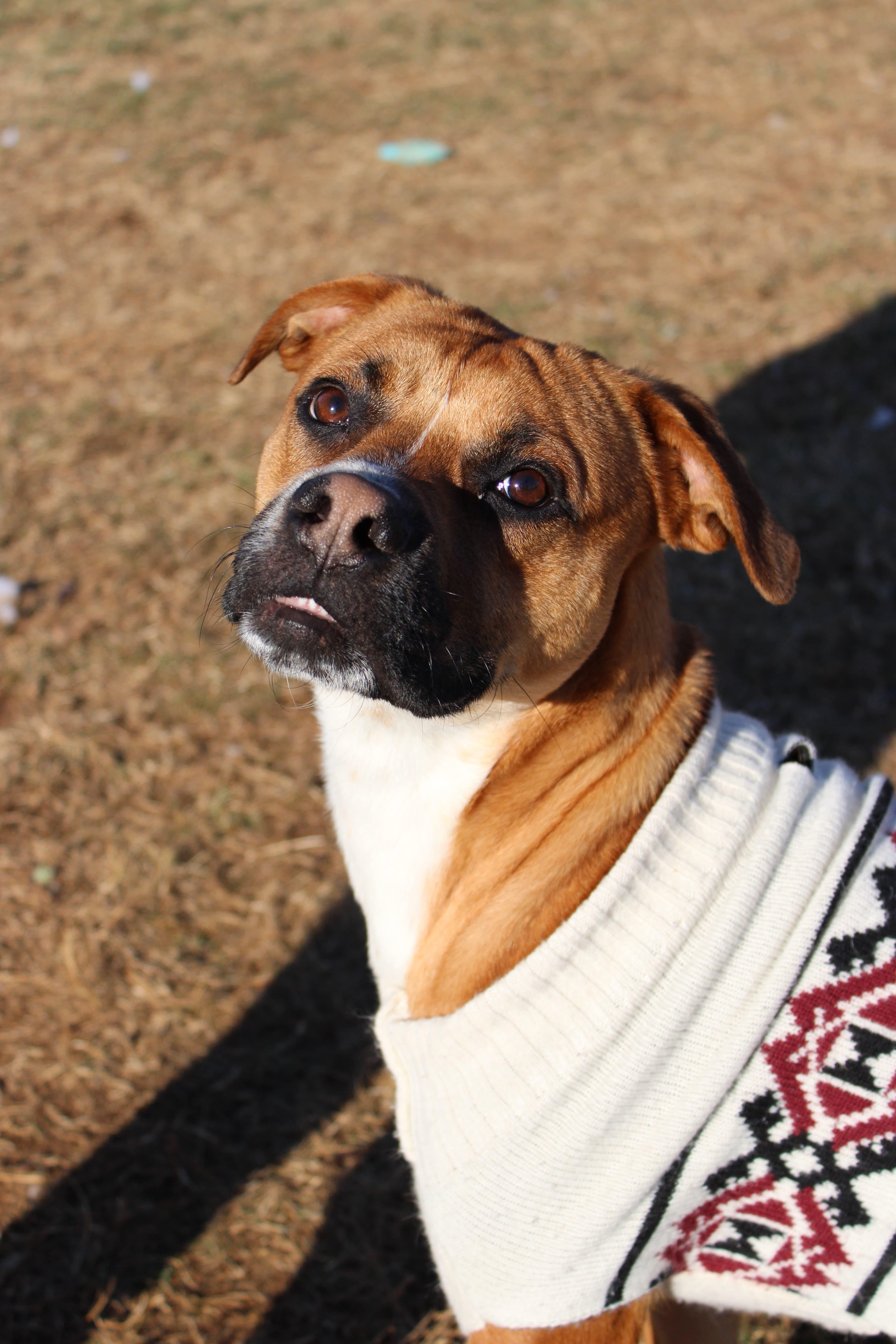 Enlarge Dustin, a Adoptable mixed breed in Culpeper, VA image 1/6