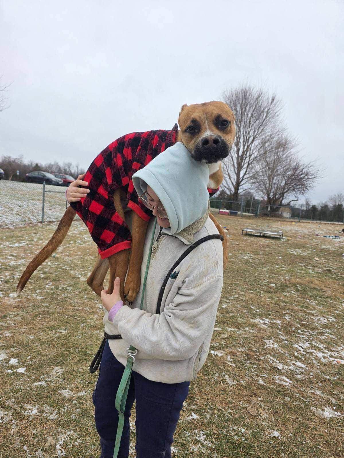 Enlarge Dustin, a Adoptable mixed breed in Culpeper, VA image 3/4