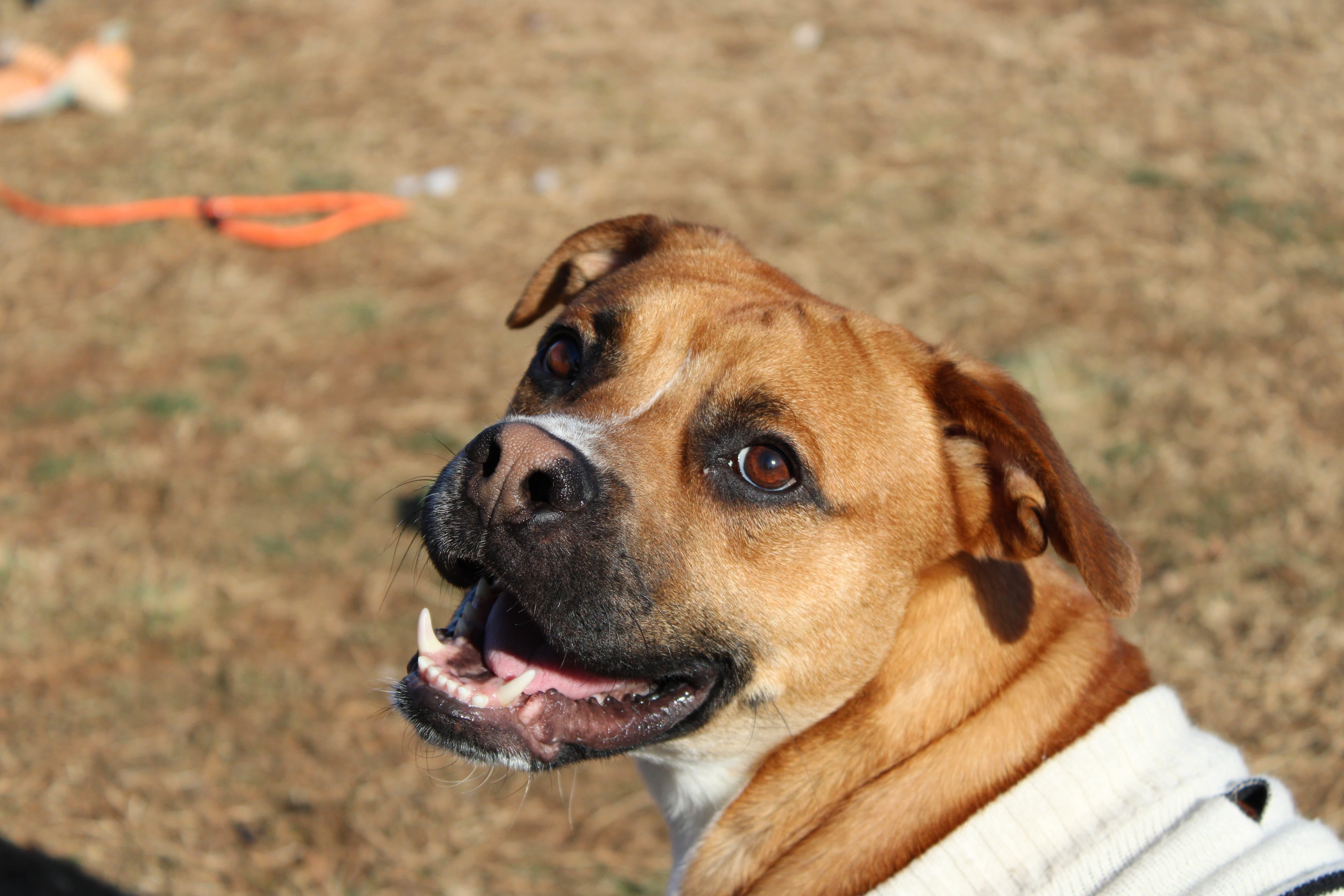 Enlarge Dustin, a Adoptable mixed breed in Culpeper, VA image 6/6