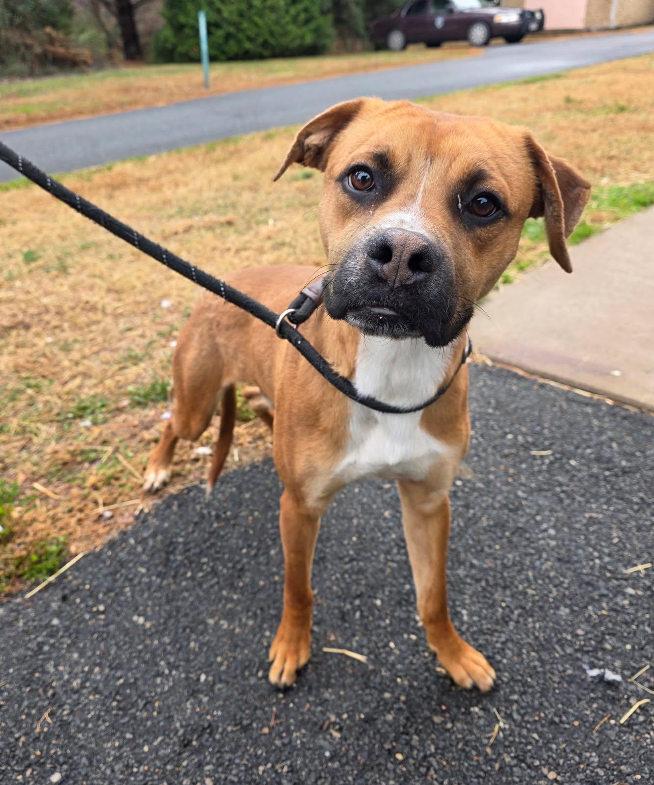 Enlarge Dustin, a Adoptable mixed breed in Culpeper, VA image 4/4
