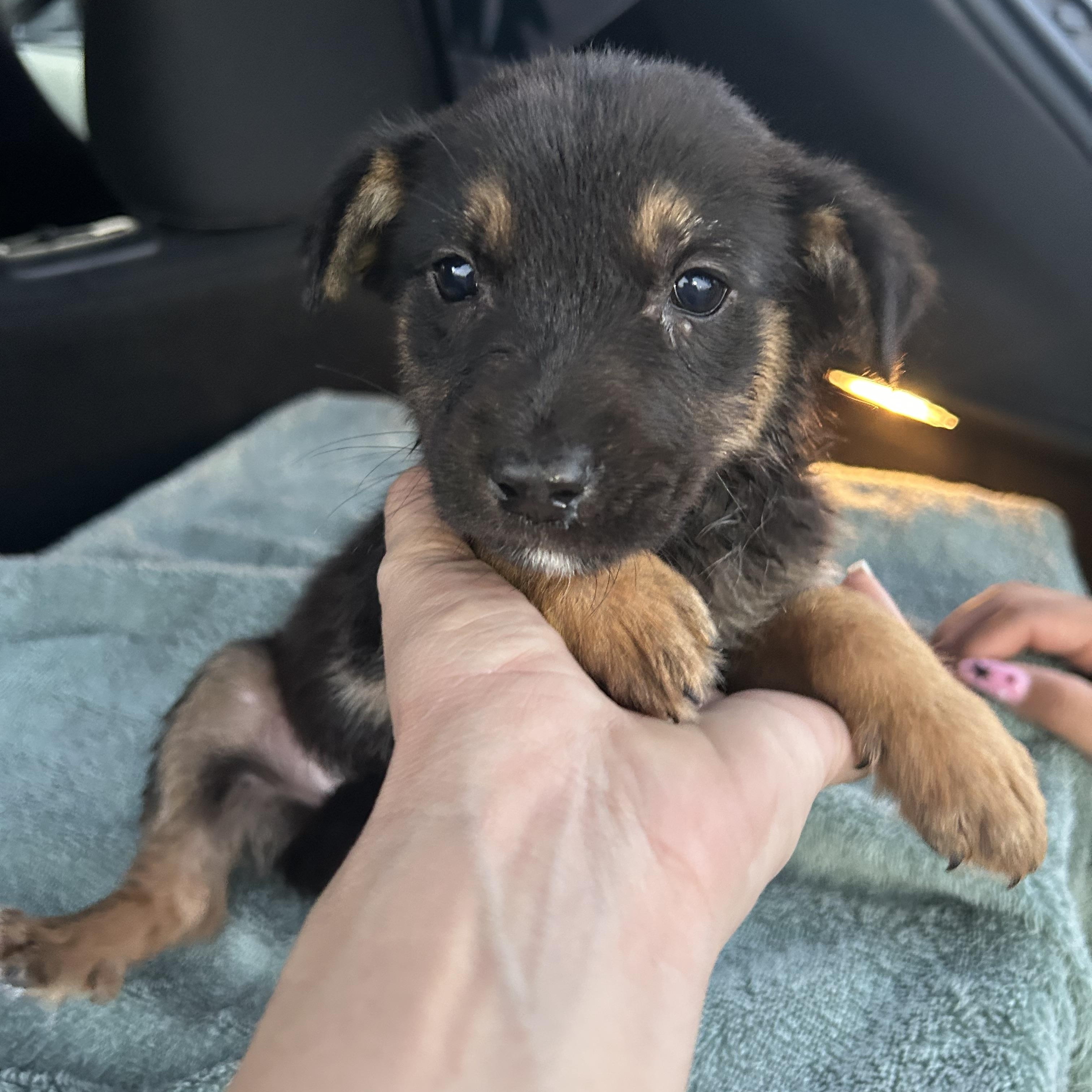 Thali, an adoptable Shepherd in Eau Claire, WI, 54703 | Photo Image 2