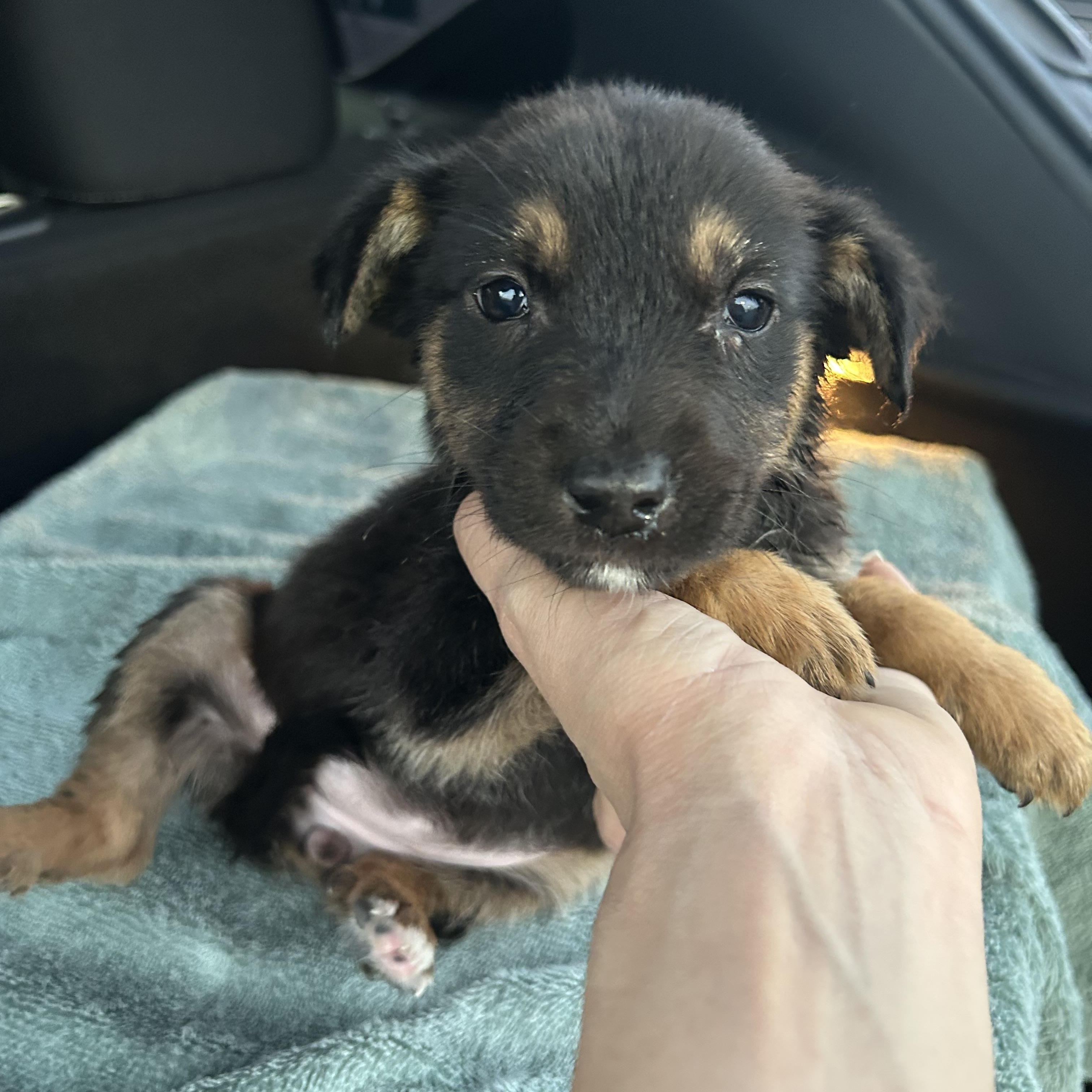 Thali, an adoptable Shepherd in Eau Claire, WI, 54703 | Photo Image 1
