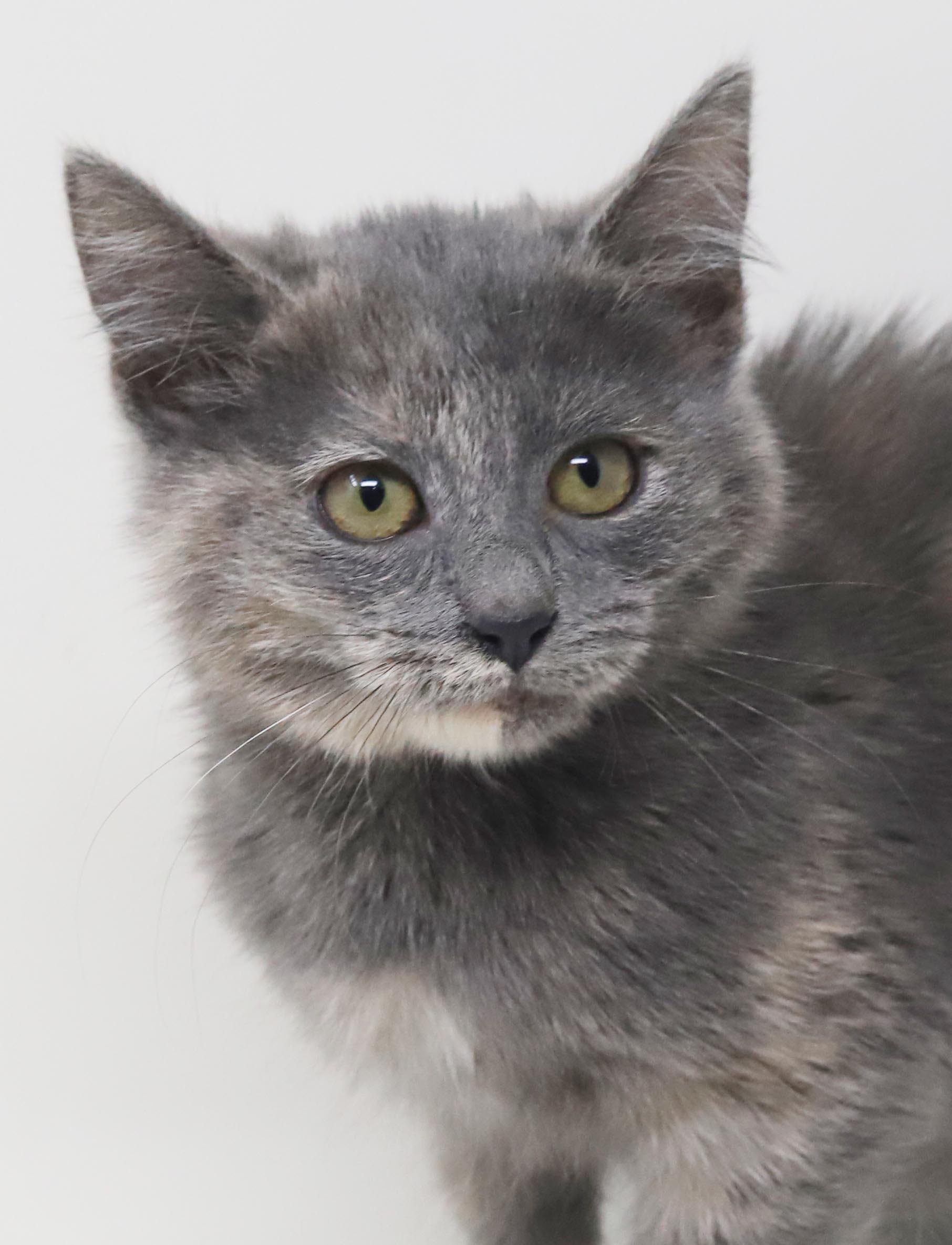 Aspen our FLOOFY love - Gentle baby - VIDEO, Adoptable, Kitten Female Dilute Tortoiseshell & Ragdoll.