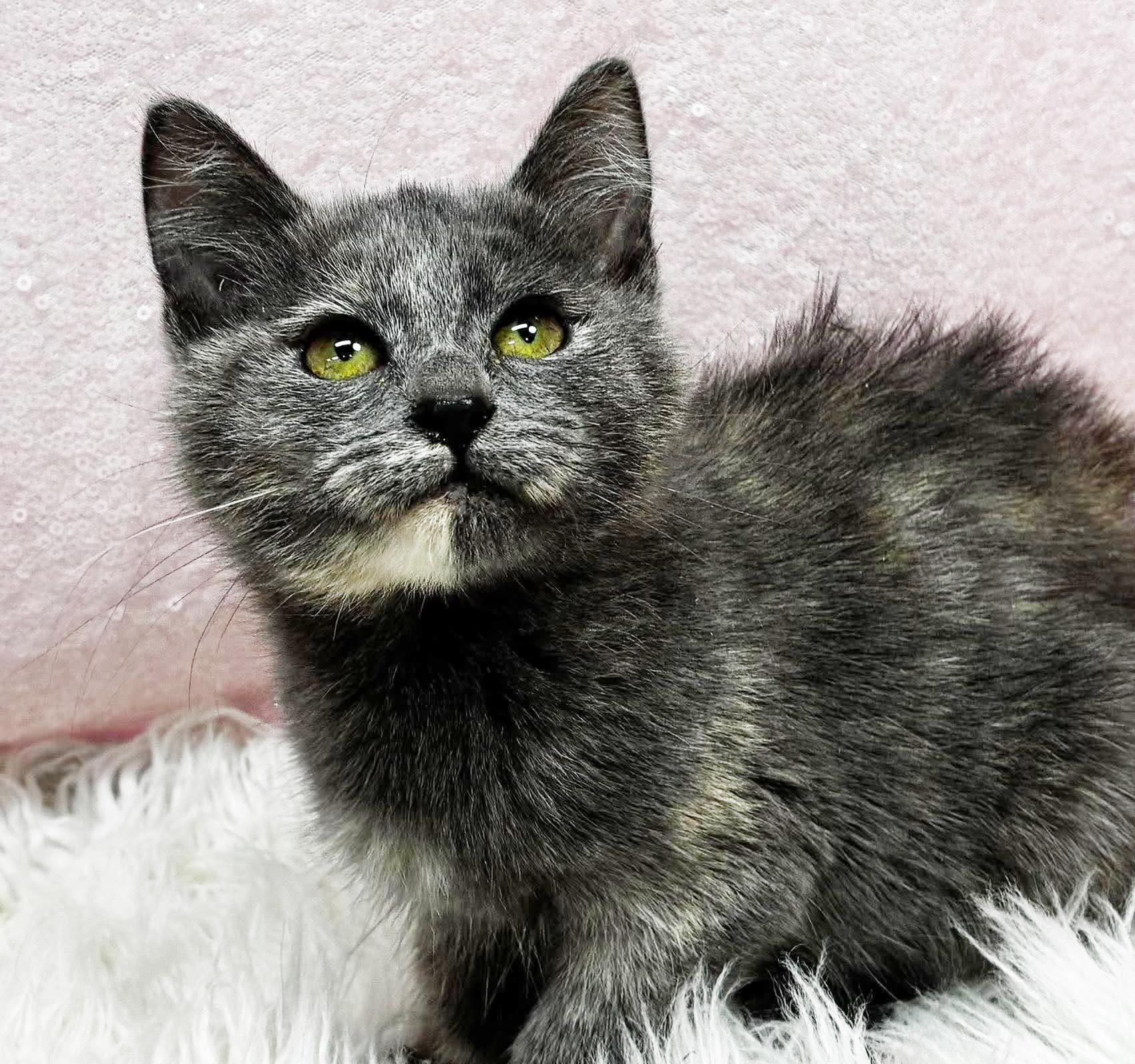 Enlarge Aspen our FLOOFY love - Gentle baby - VIDEO, a Adoptable mixed breed in Bedford Hills, NY image 4/5