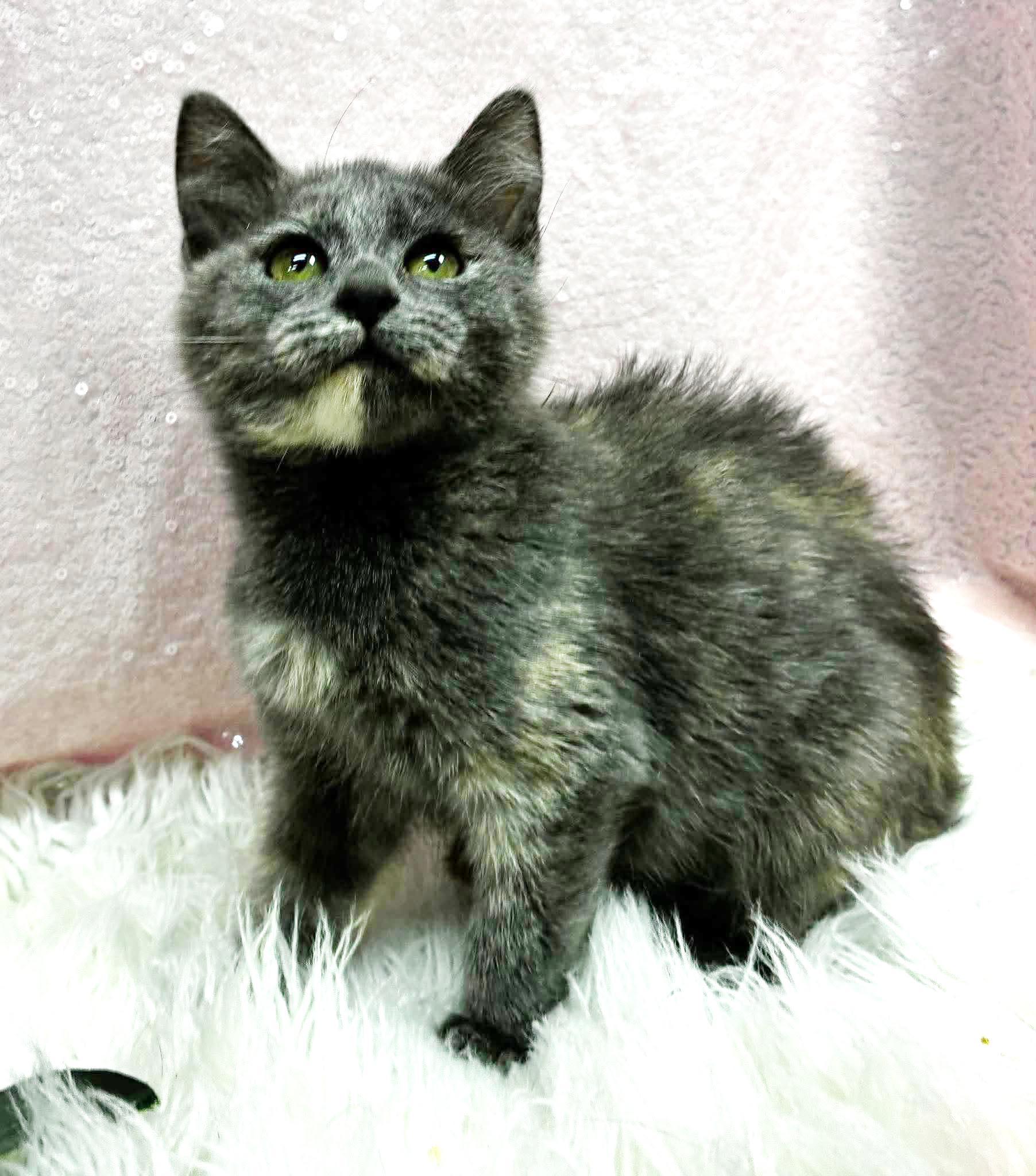 Enlarge Aspen our FLOOFY love - Gentle baby - VIDEO, a Adoptable mixed breed in Bedford Hills, NY image 5/5