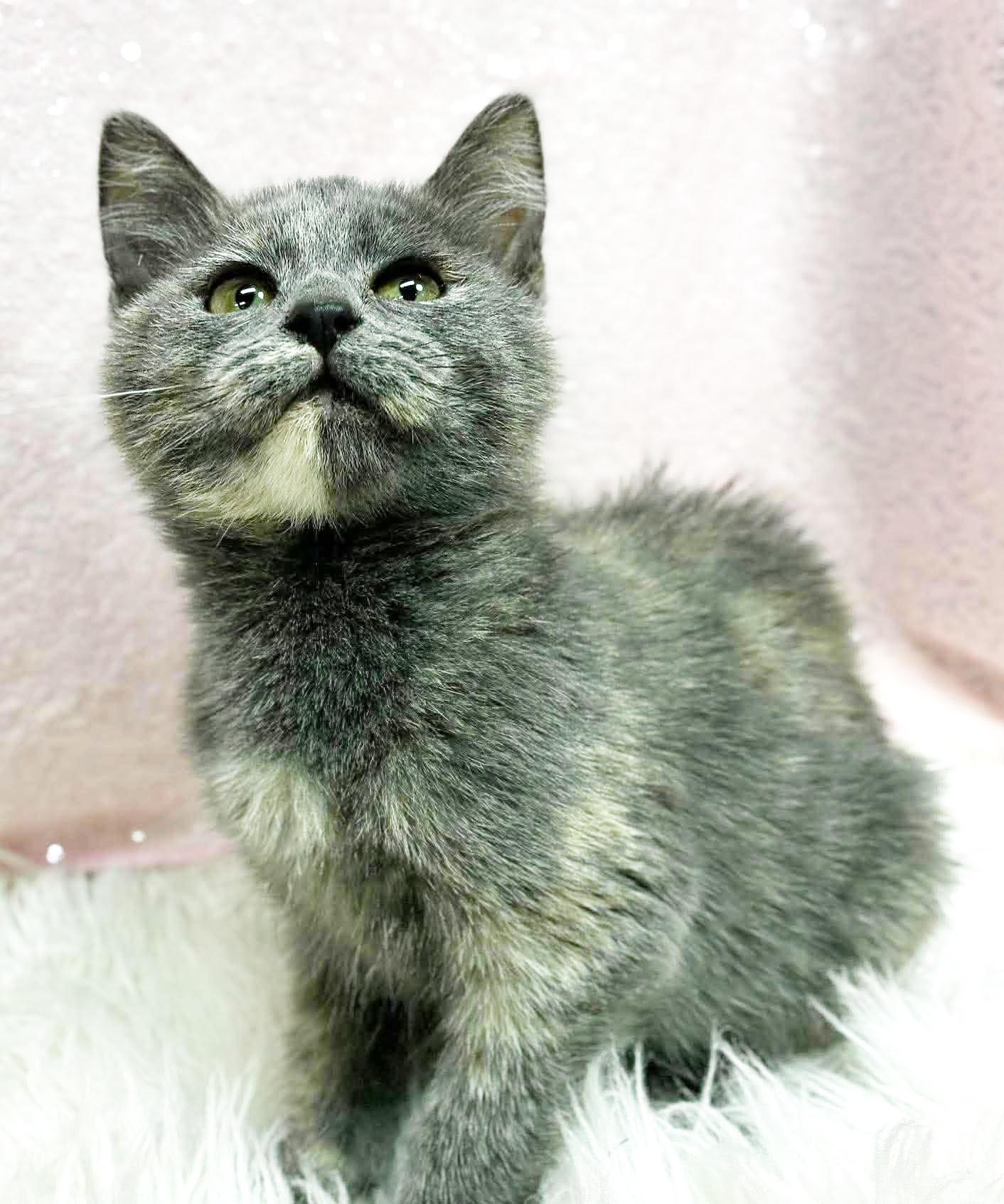 Enlarge Aspen our FLOOFY love - Gentle baby - VIDEO, a Adoptable mixed breed in Bedford Hills, NY image 2/5