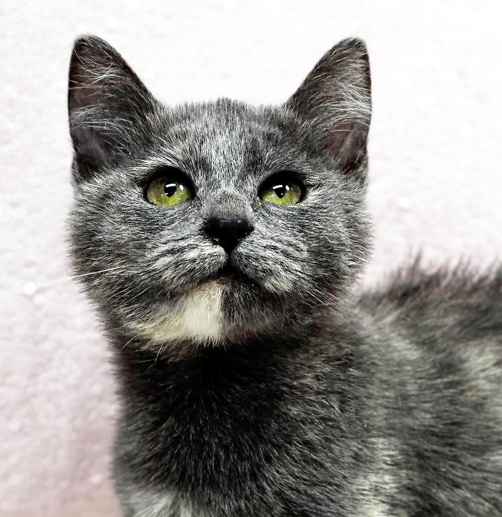 Enlarge Aspen our FLOOFY love - Gentle baby - VIDEO, a Adoptable mixed breed in Bedford Hills, NY image 1/5
