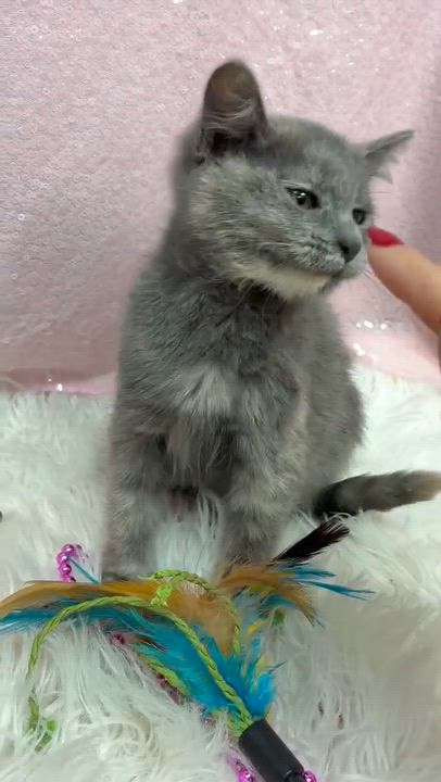 Enlarge Aspen our FLOOFY love - Gentle baby - VIDEO, a Adoptable mixed breed in Bedford Hills, NY video 3/5