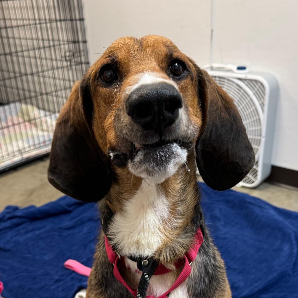 Abbott, a Adoptable mixed breed in Washington Township, OH image 1/6