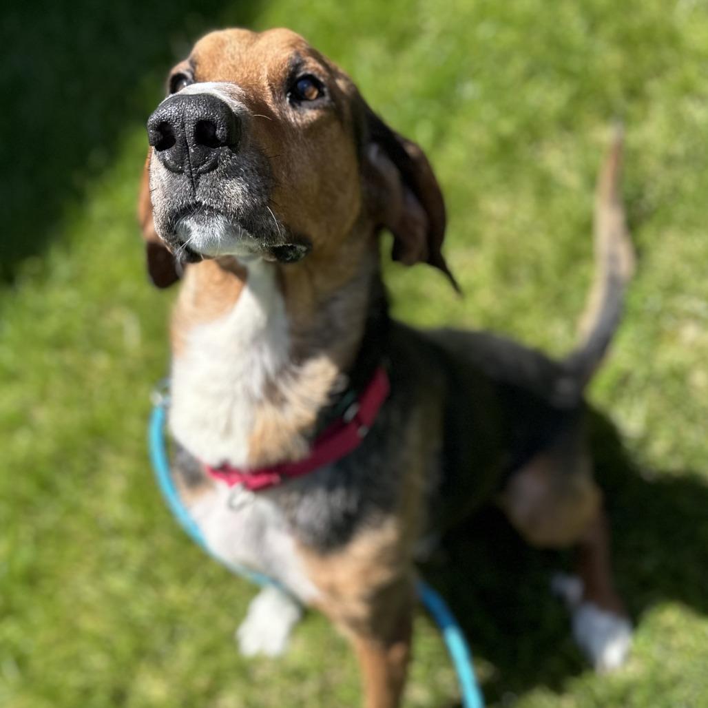Abbott, Adoptable, Adult Male Hound & Mixed Breed.