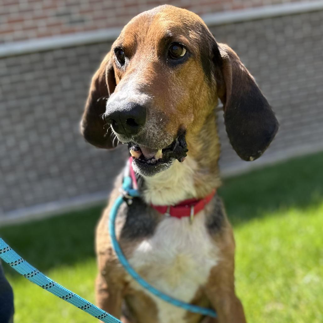 Enlarge Abbott, a Adoptable mixed breed in Washington Township, OH image 2/6