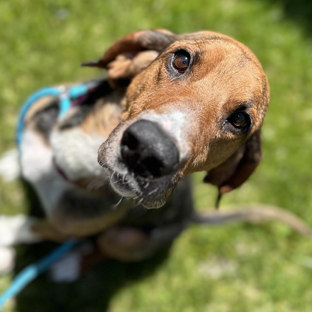 Enlarge Abbott, a Adoptable mixed breed in Washington Township, OH image 4/6