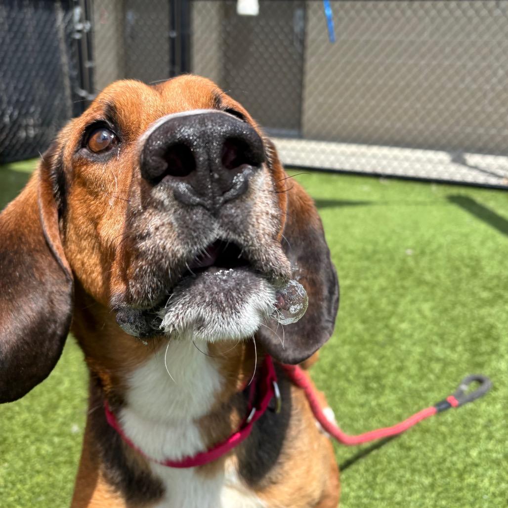 Enlarge Abbott, a Adoptable mixed breed in Washington Township, OH image 5/6