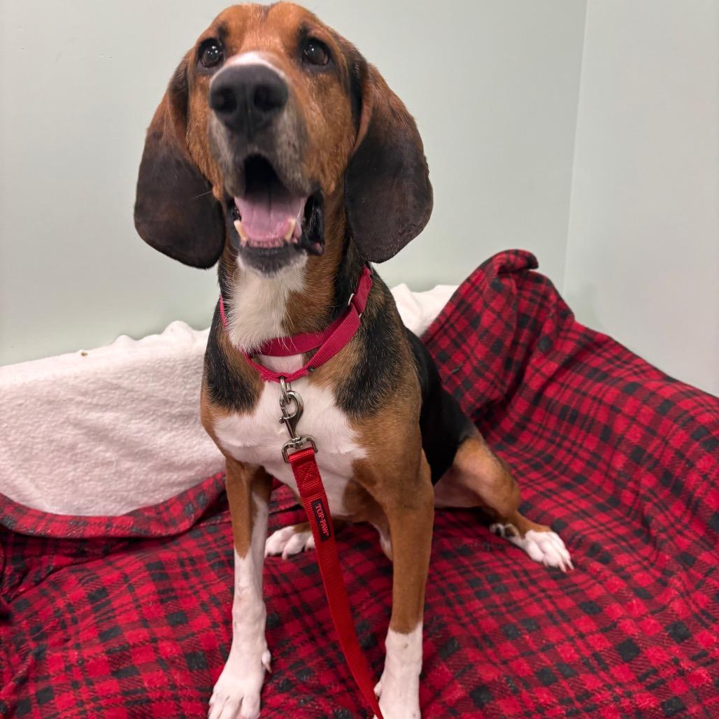 Abbott, a Adoptable mixed breed in Washington Township, OH image 5/6