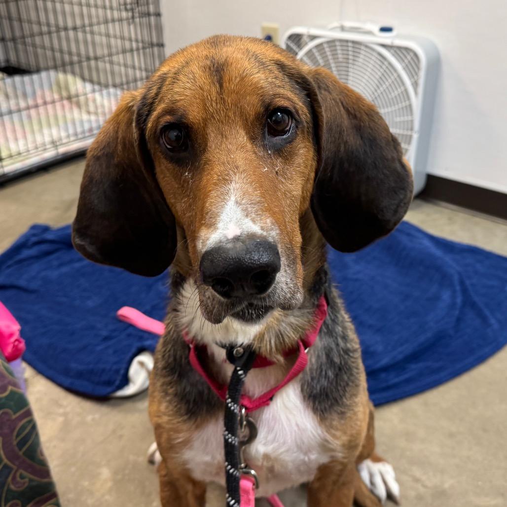 Enlarge Abbott, a Adoptable mixed breed in Washington Township, OH image 6/6