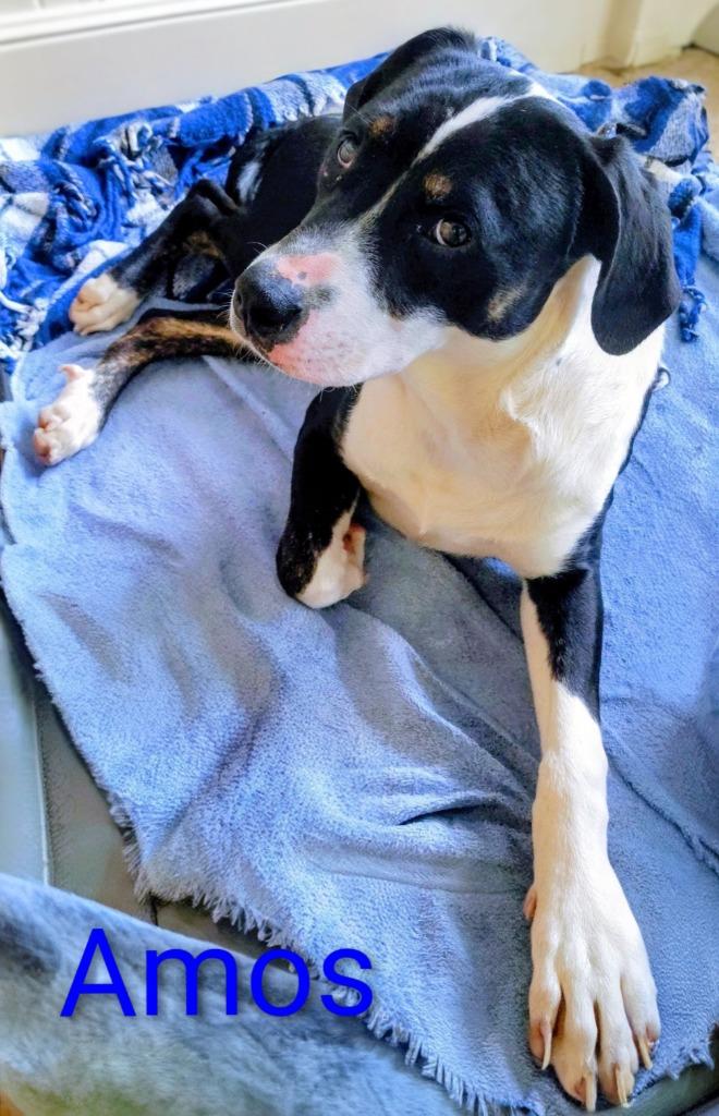 Amos, Adoptable, Puppy Male Treeing Walker Coonhound & Catahoula Leopard Dog.