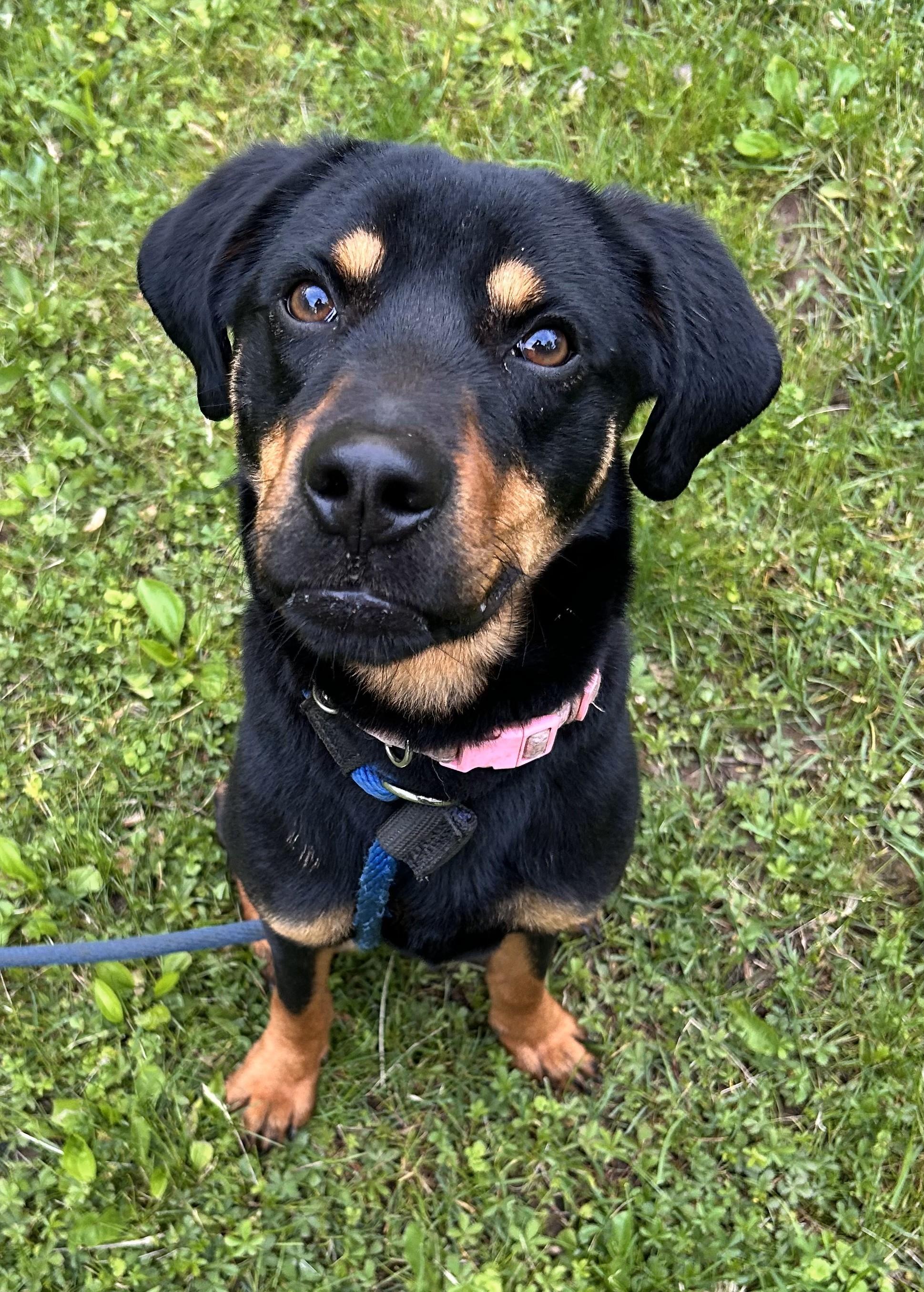 Ollie, a Adoptable mixed breed in New Britain, CT image 3/6
