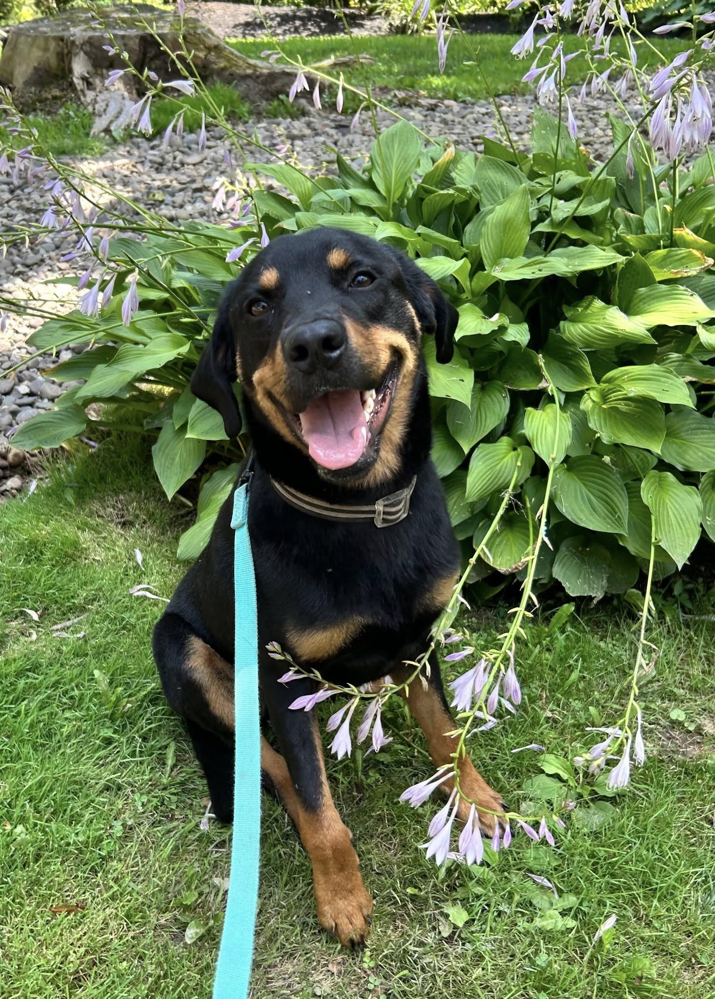 Ollie fka Oscar, Baby Male Rottweiler