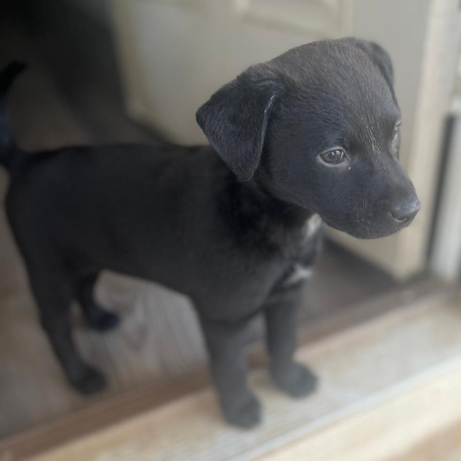 Zoey, Adoptable, Young Female Black Labrador Retriever & Retriever.
