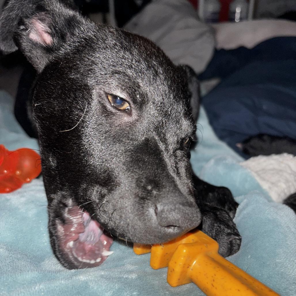 Zoey, Adoptable, Young Female Black Labrador Retriever & Retriever.