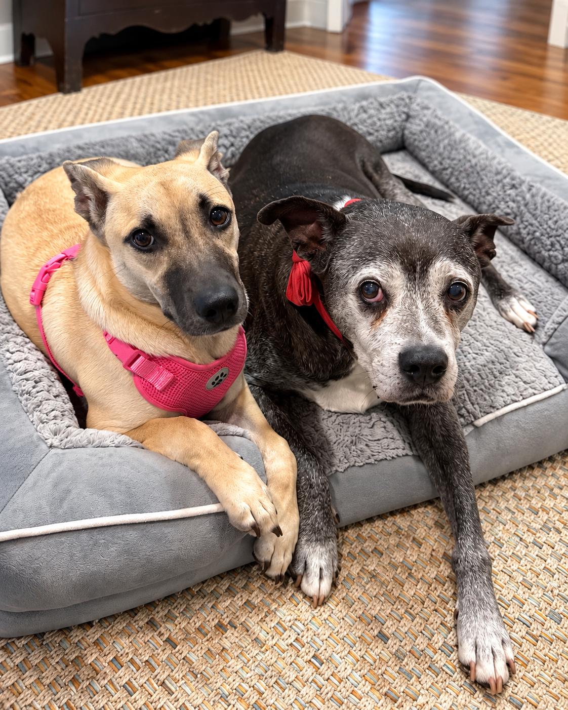 Enlarge Dakota, a Adoptable mixed breed in Mobile, AL image 3/6